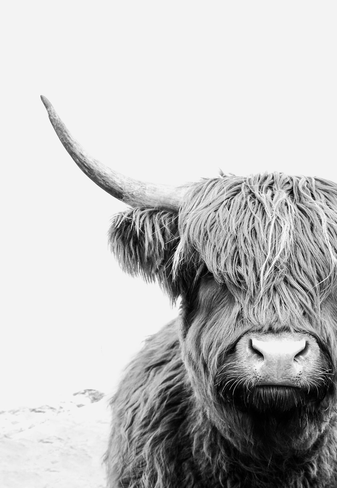 Highland Cow Print Large Wall Art Black and White Wall Art Australia. Highland cow art, Cow art, Highland cow print