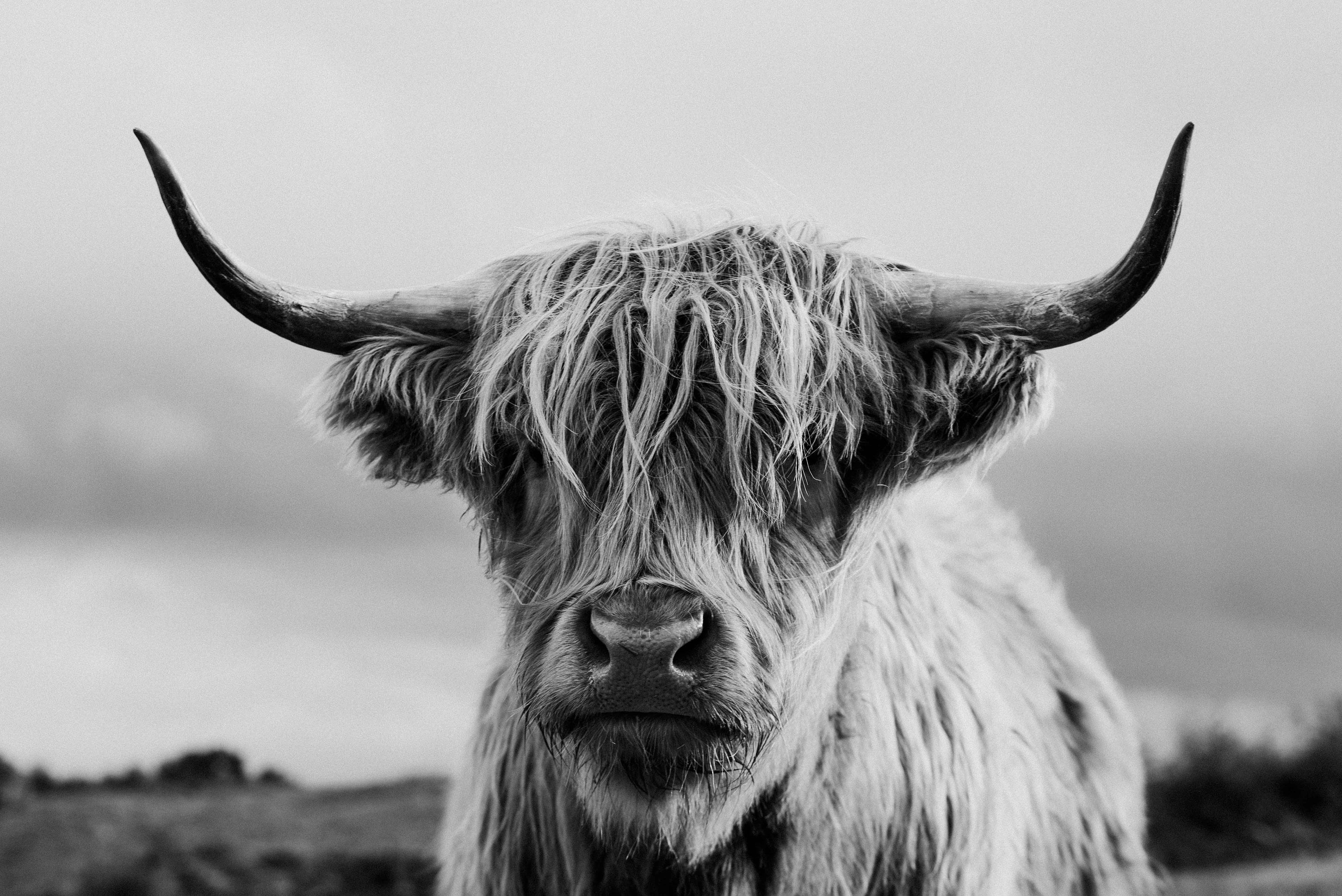 Black and White Highland Cow Print Scottish Coo Shaggy Cow