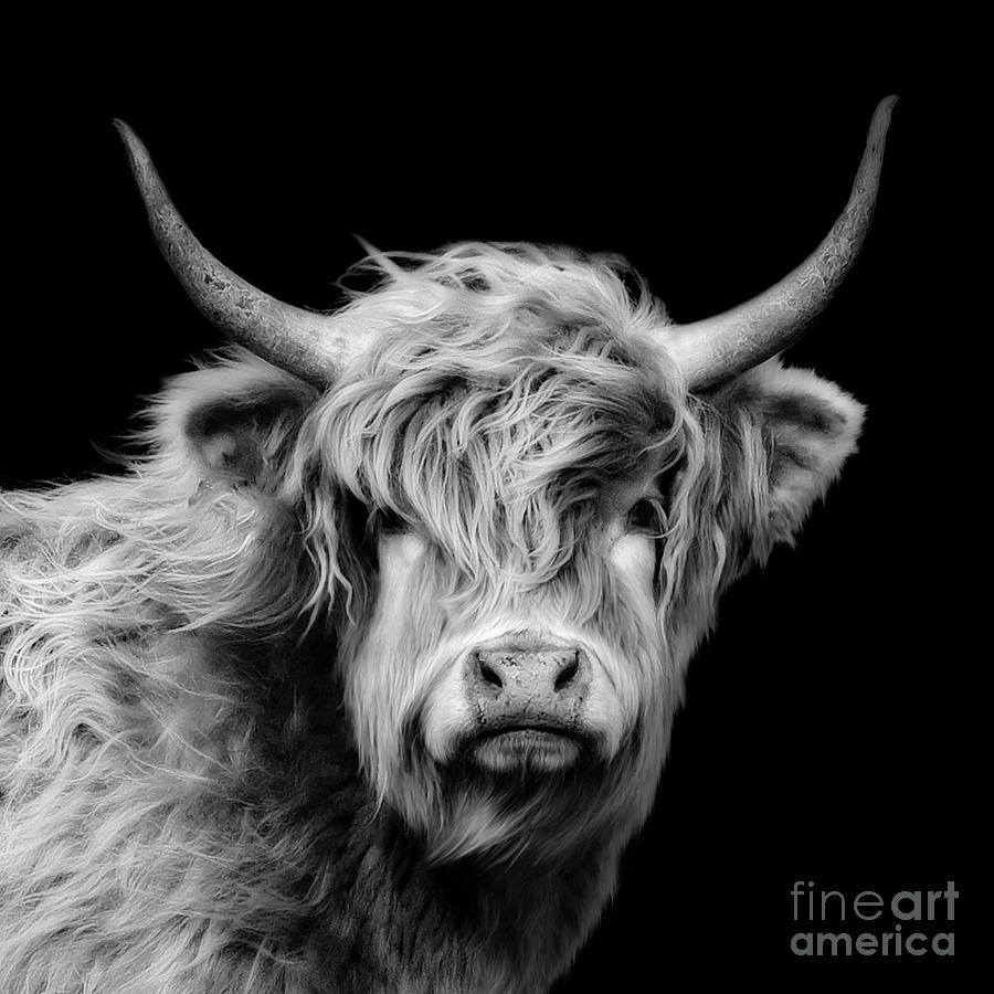 Highland Cow Black and White Photograph