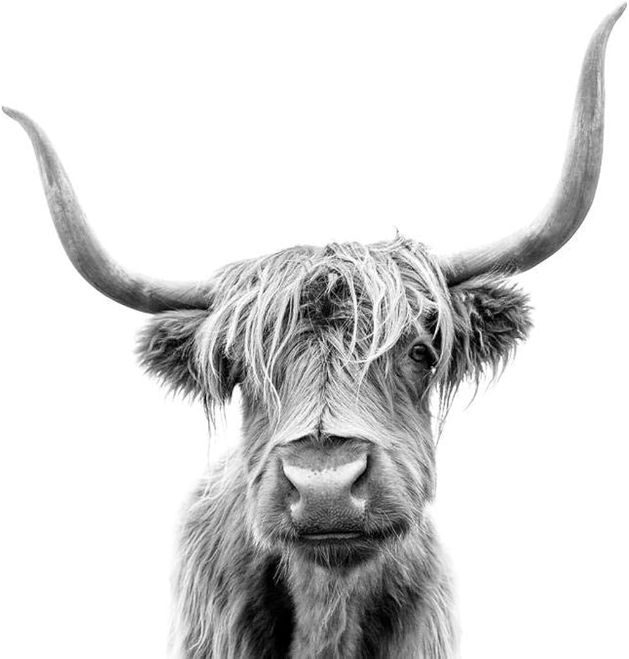 Highland Long Haired Cow Scotland Horns Close Up Face Portrait Animal Black White Photo Thick Paper Sign Print Picture 8x12: Posters & Prints