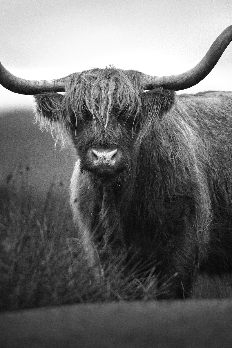 Highland Cow Image Wallpaper