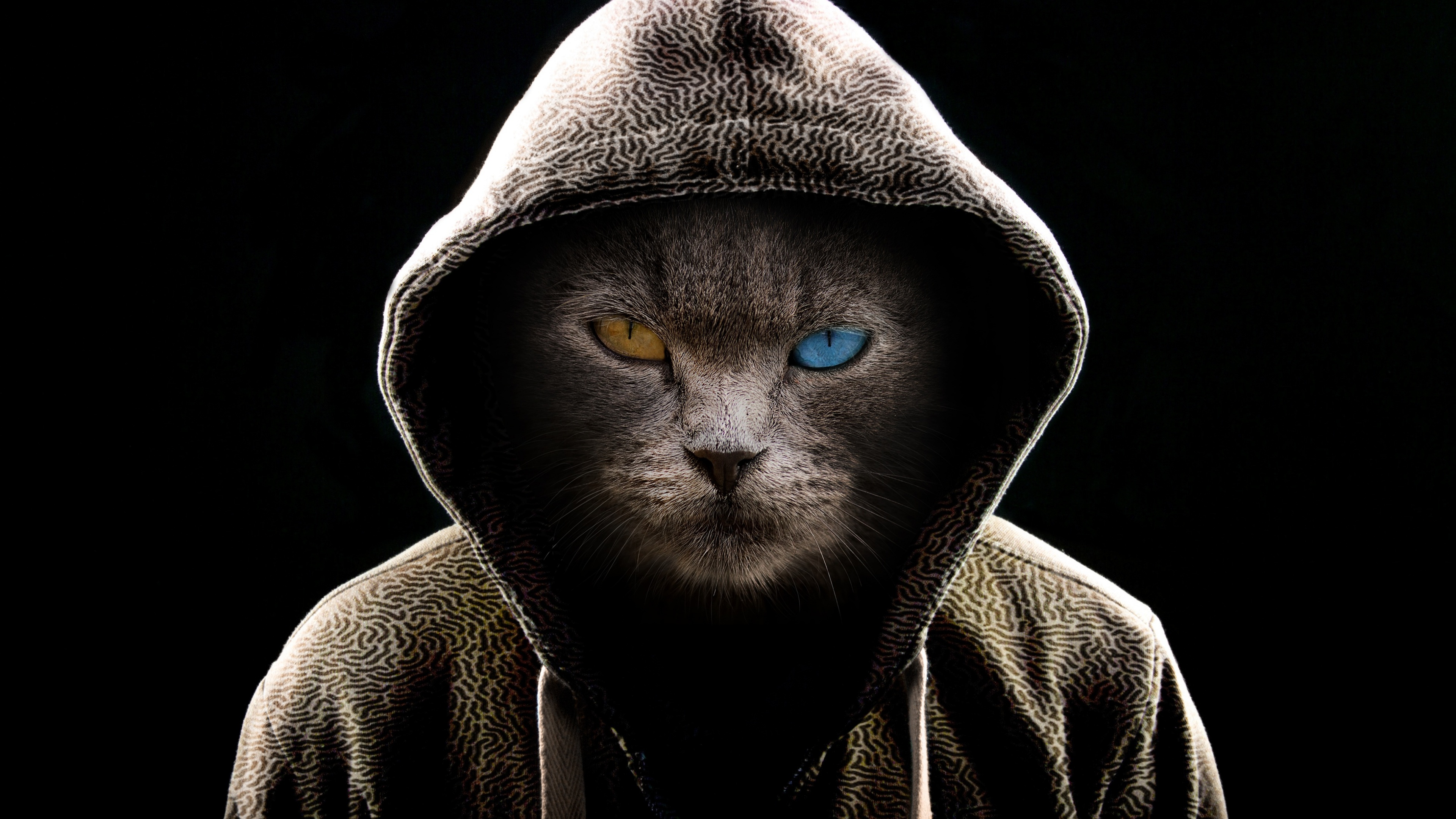 Scary Cat Wallpaper 4K, Hoodie, Animal Portrait