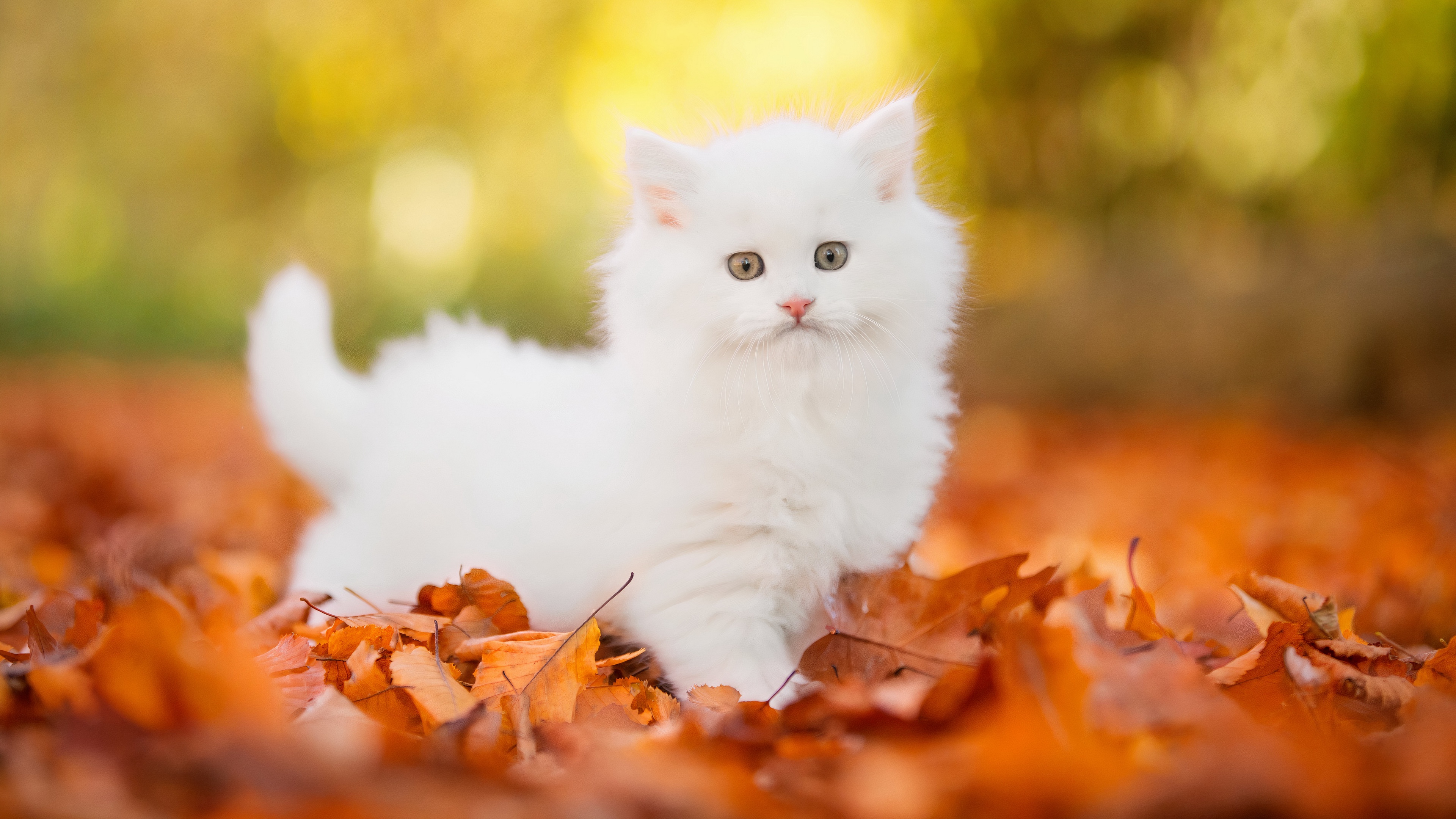 Kitten Animal Cat 4k Ultra HD Wallpaper