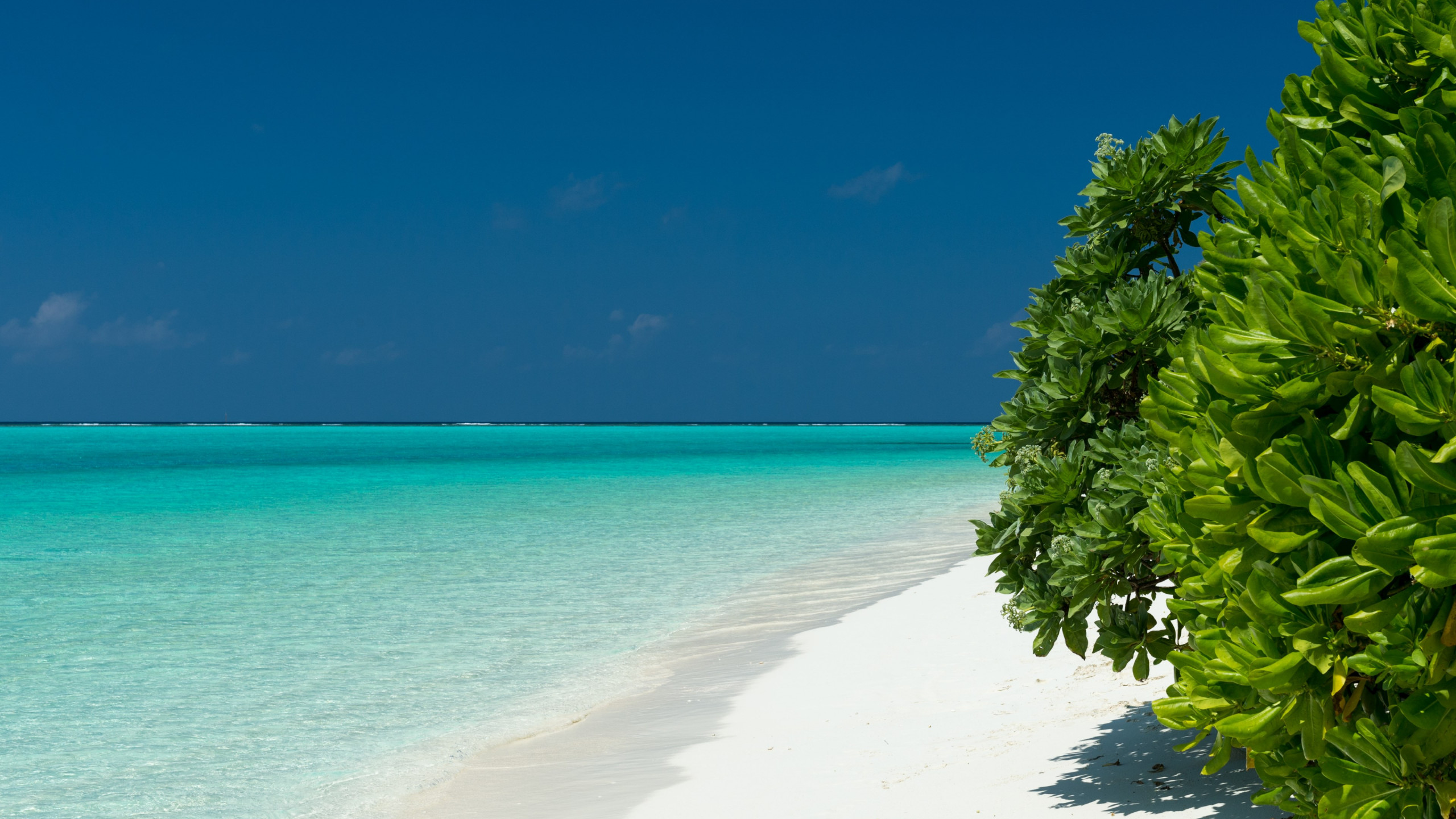 Download wallpaper: Turquoise waters of Maldives 2560x1440