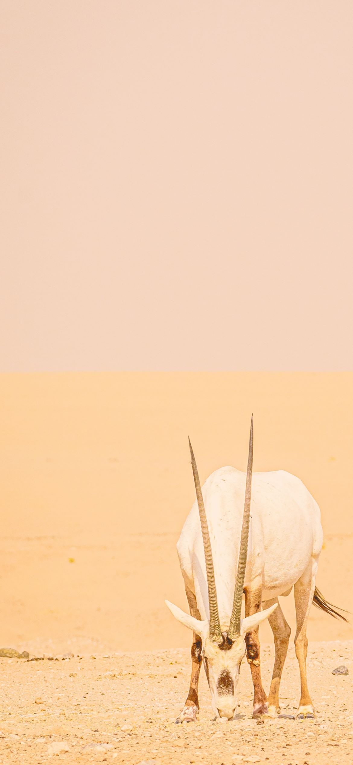 Beige Aesthetic Wallpaper