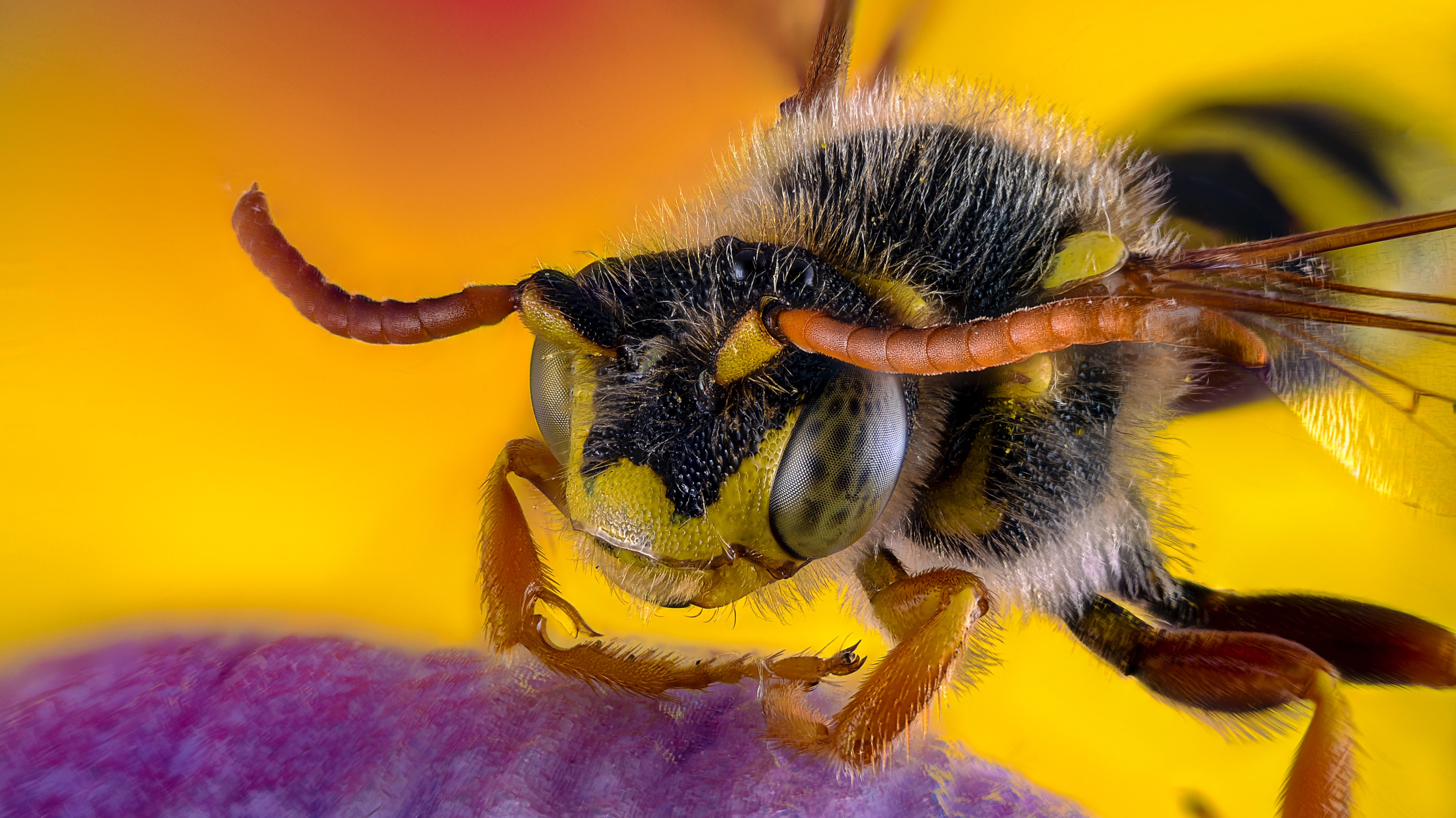 Animal Bee 4k Ultra HD Wallpaper