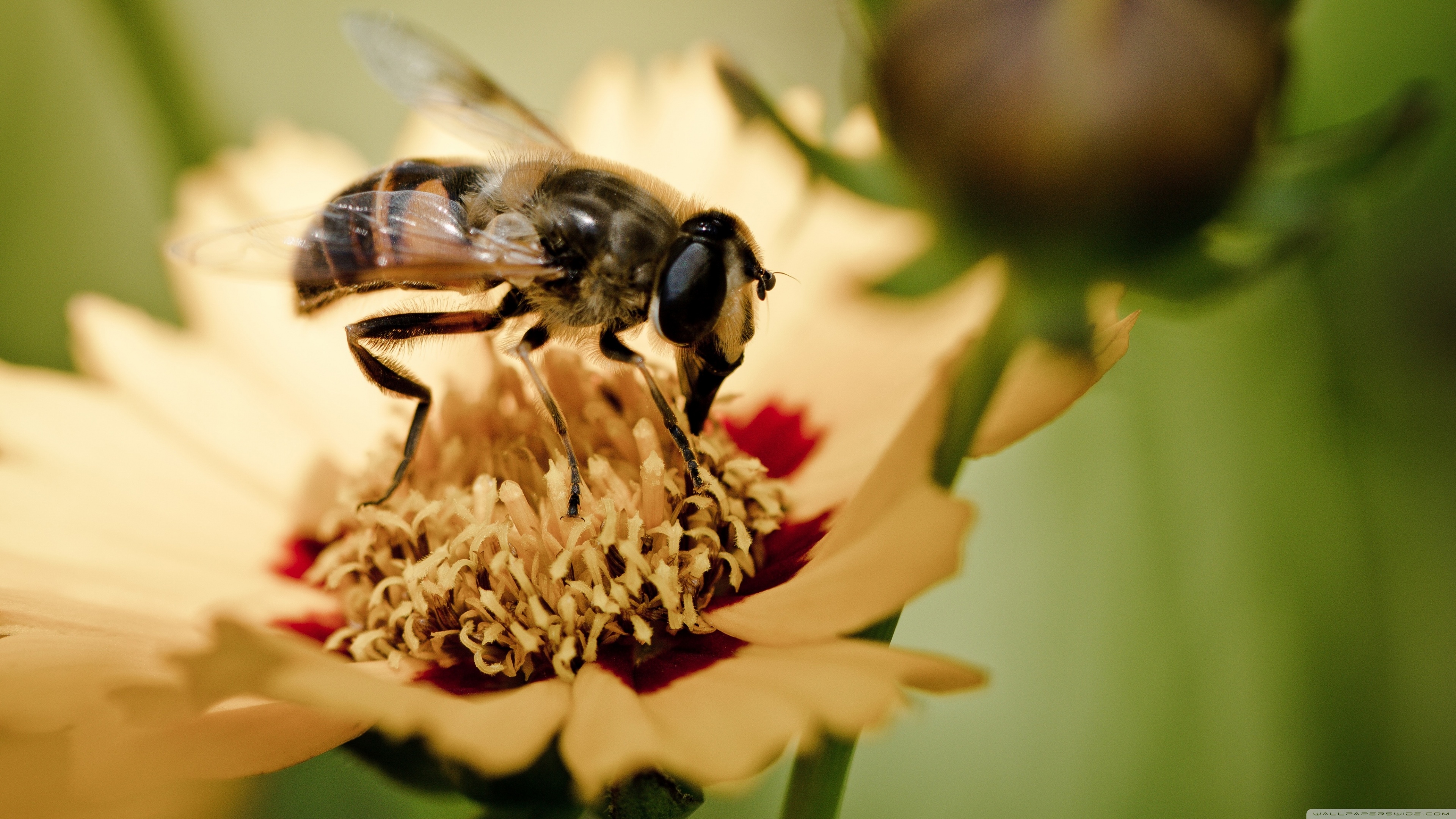 Honey Bee Ultra HD Desktop Background Wallpaper for 4K UHD TV, Widescreen & UltraWide Desktop & Laptop, Tablet