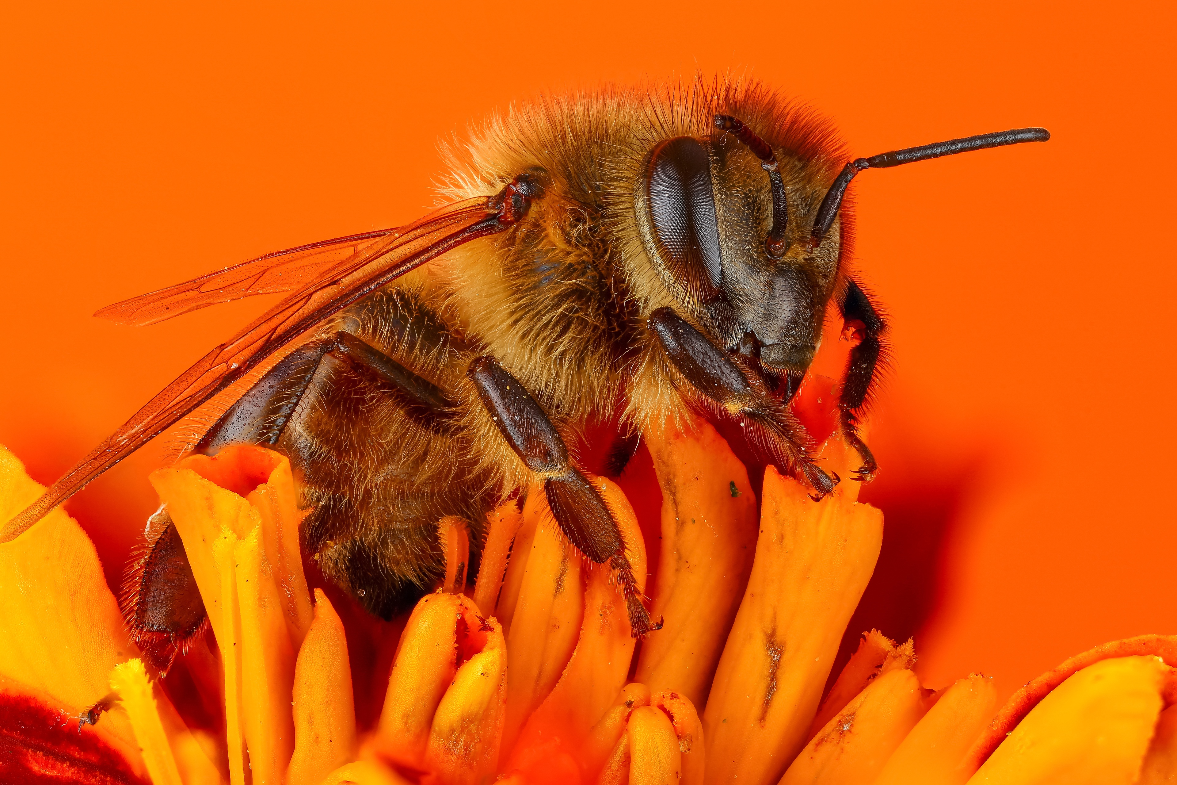 Animal Bee 4k Ultra HD Wallpaper