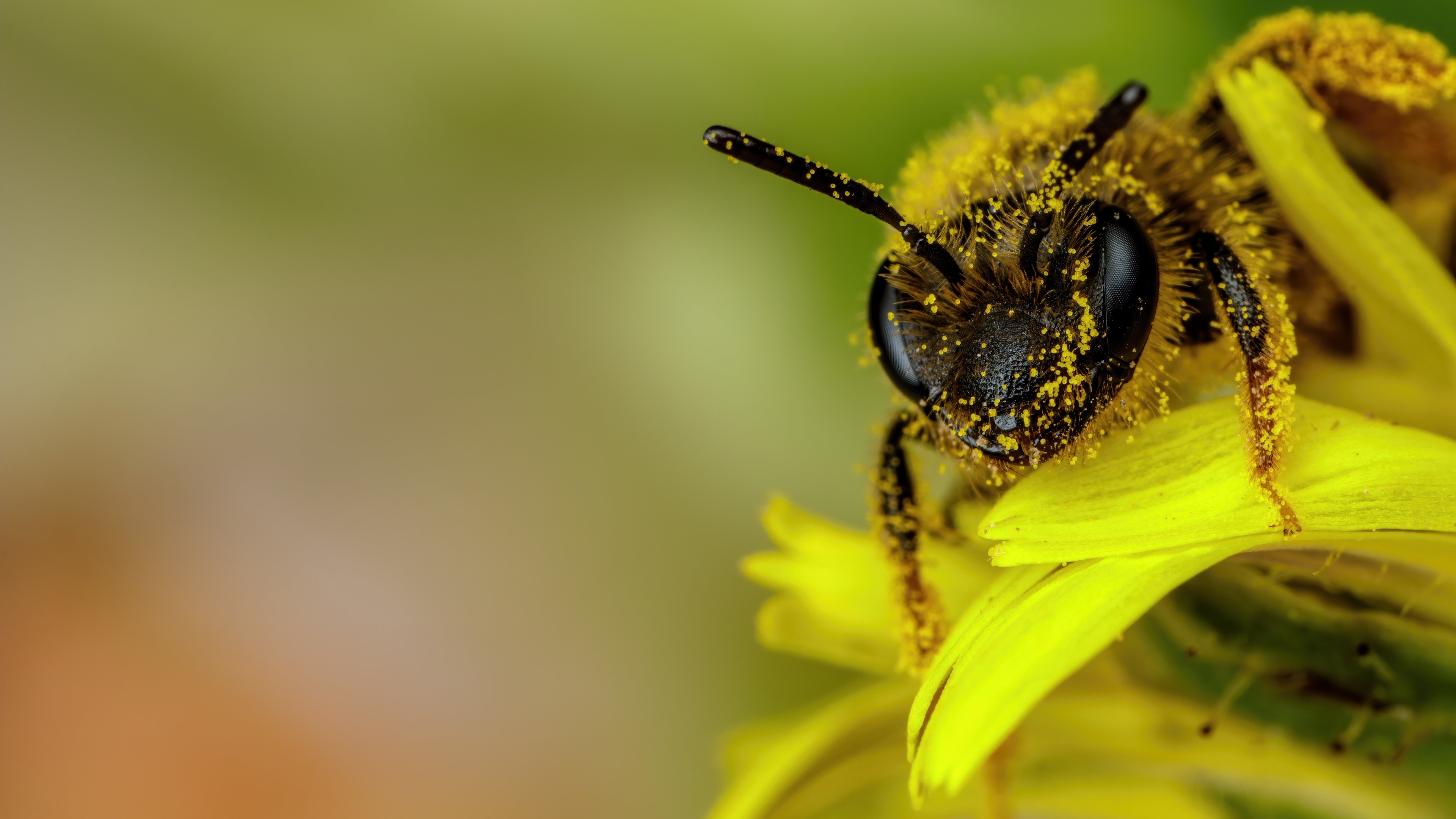 Animal Bee 4k Ultra HD Wallpaper