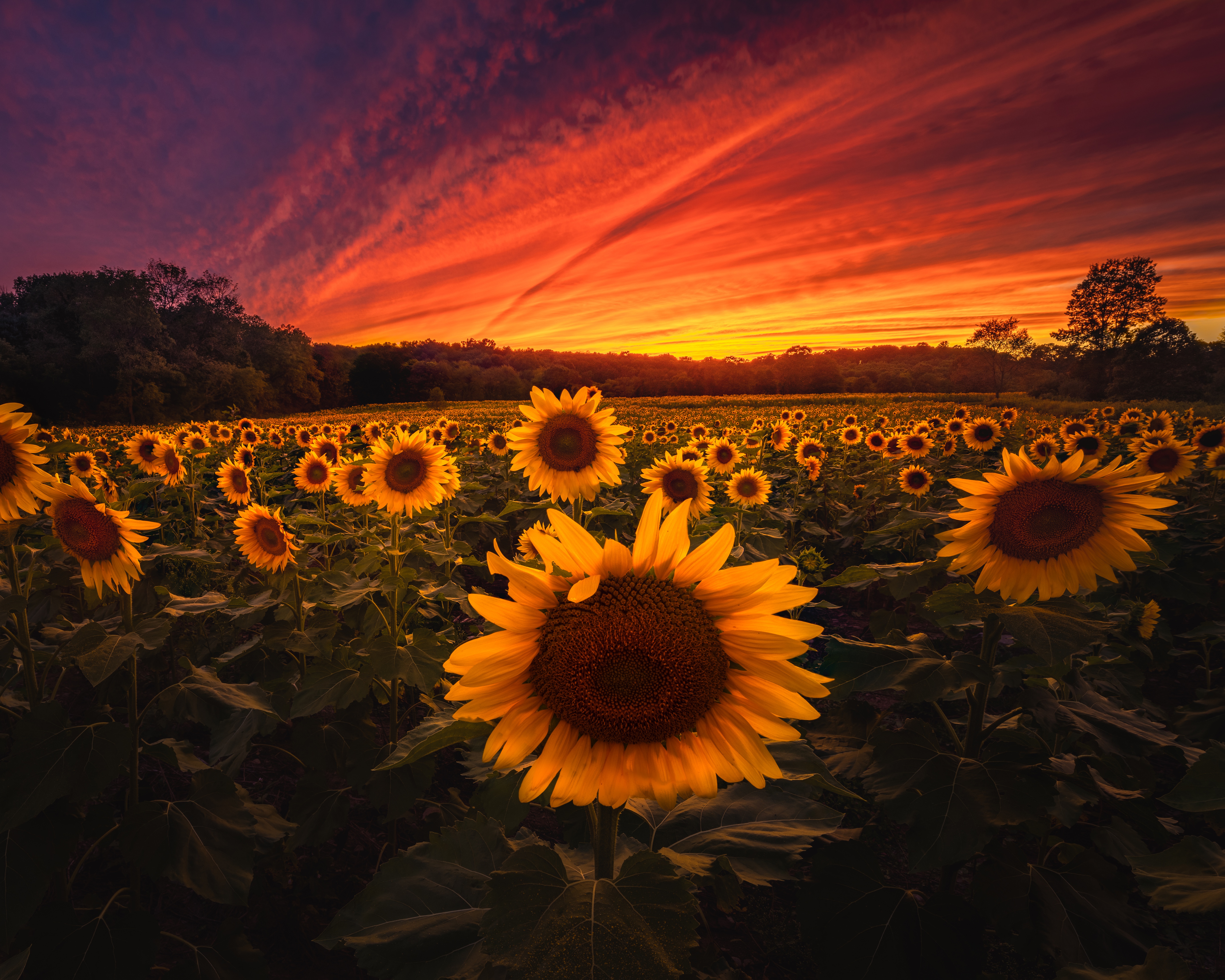 Sunflower Field 5k, HD Nature, 4k Wallpaper, Image, Background, Photo and Picture
