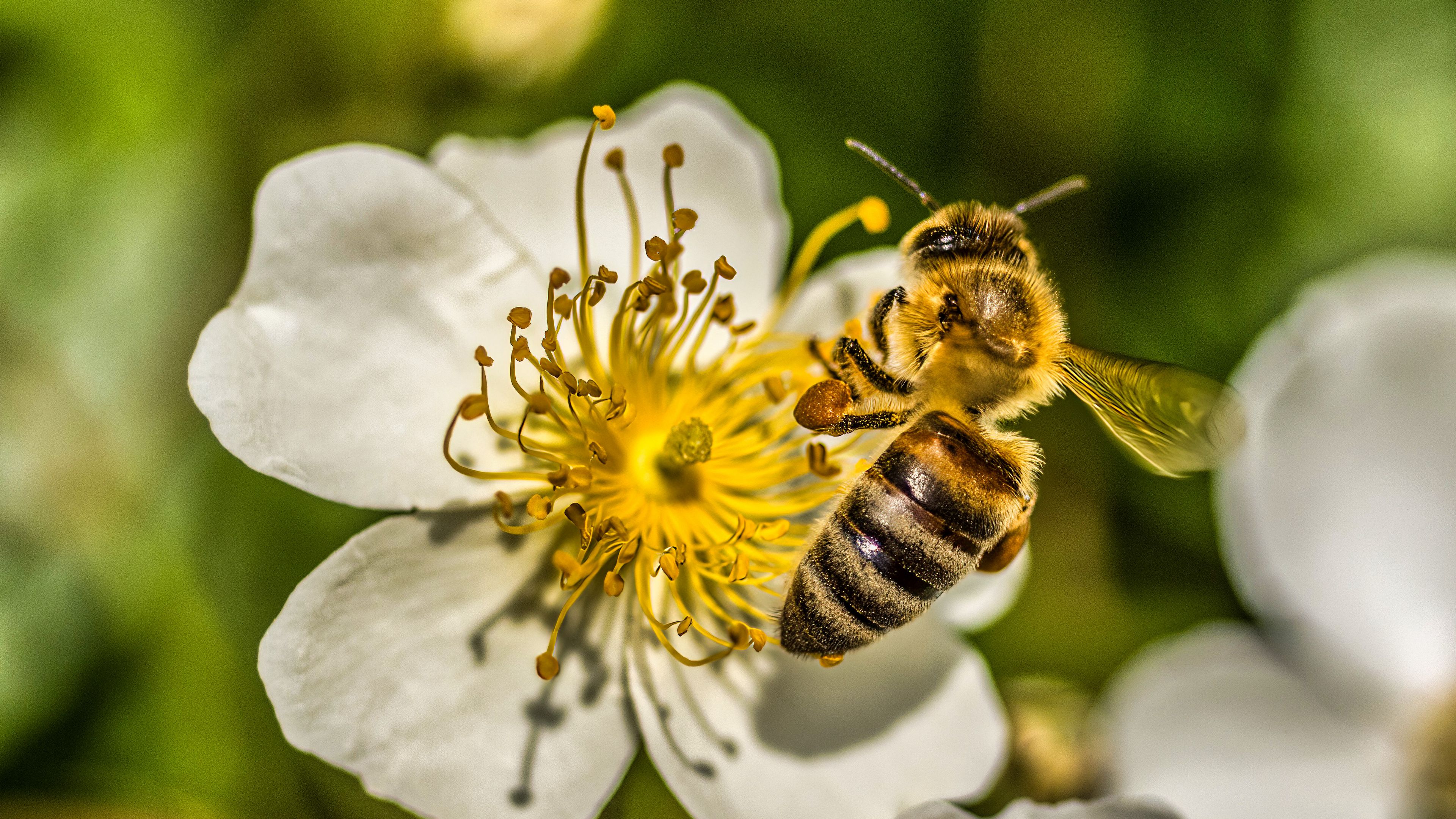 Download wallpaper 3840x2160 bee, flower, pollen, macro, spring 4k uhd 16:9 HD background