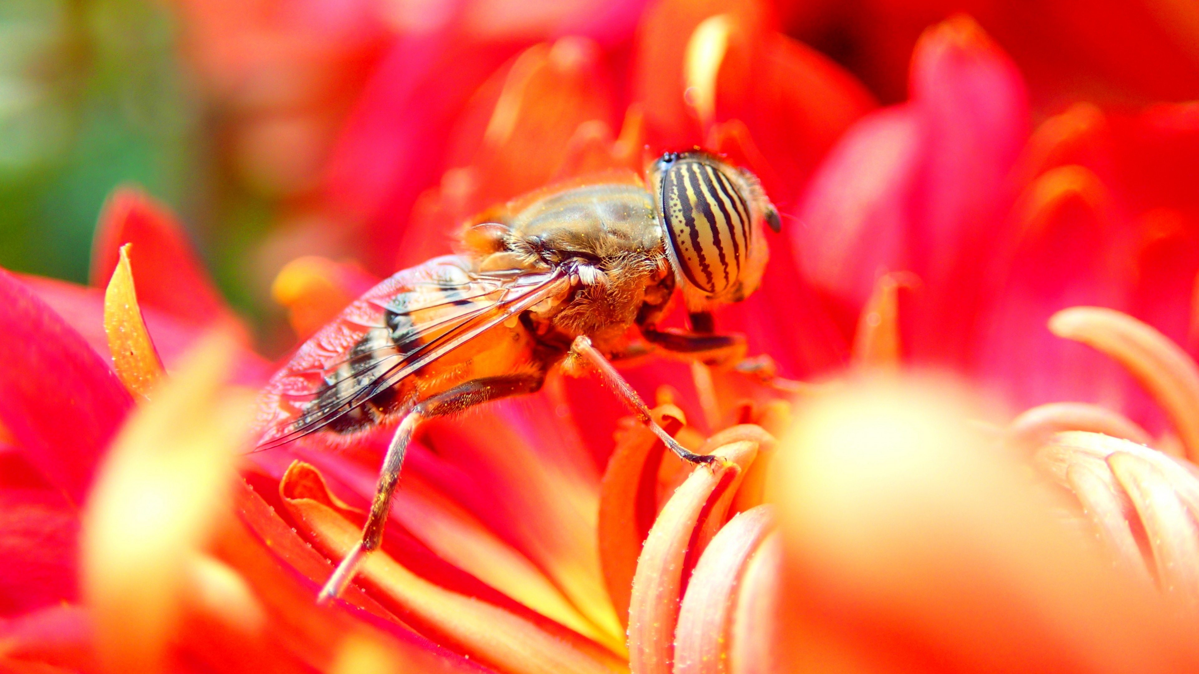Wallpaper bee, flower, red, insects, Animals