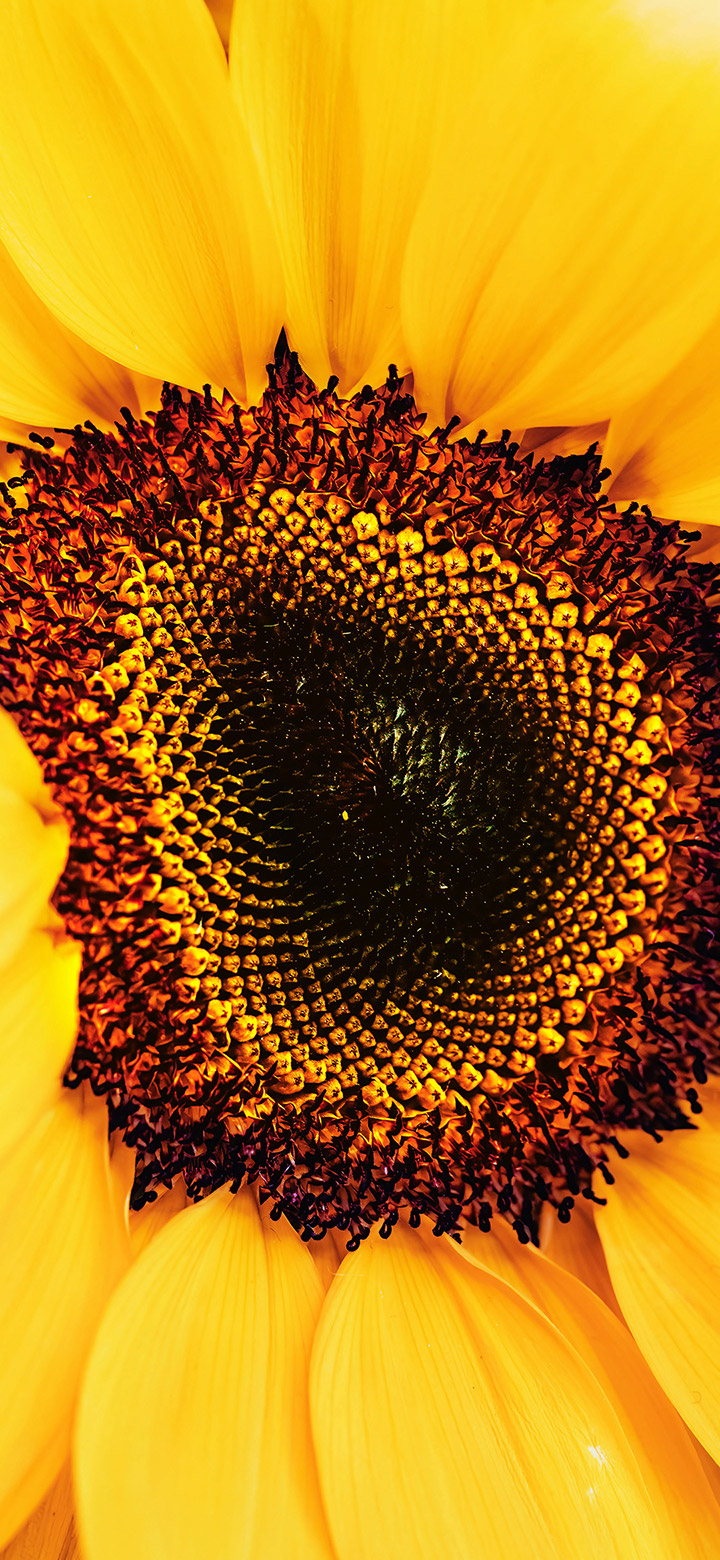 The Big Yellow Sunflower 4K Phone Wallpaper