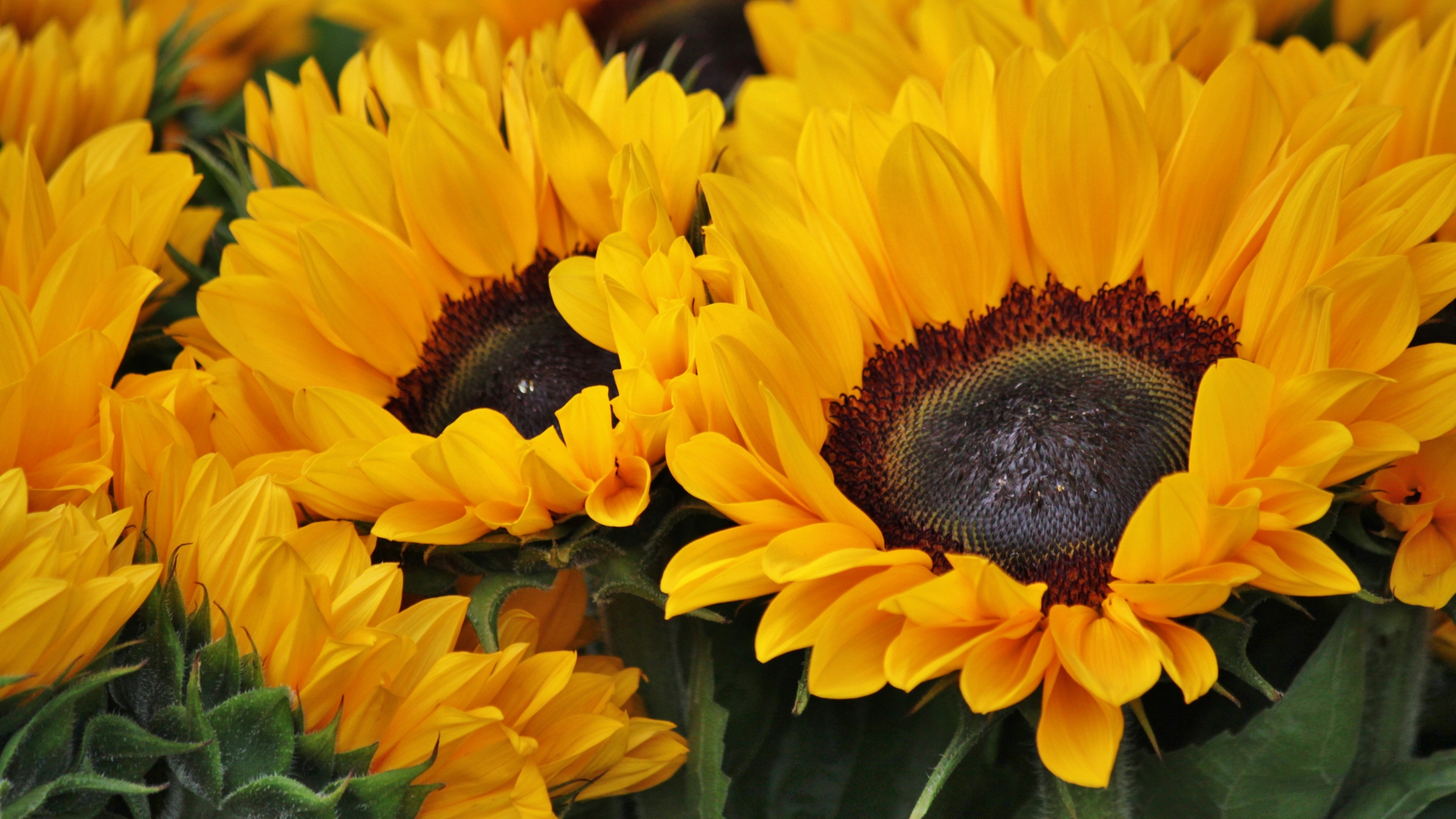 Sunflowers Wallpaper 4K, Blossom, Spring