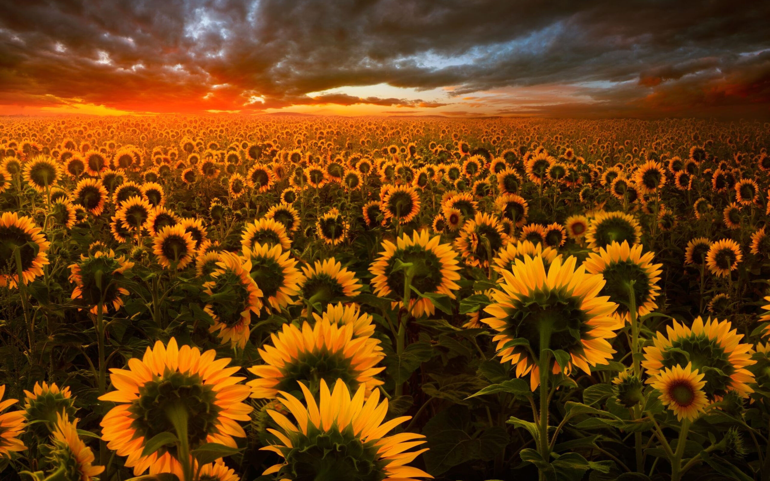 Sunflower Field 2560x1600 Resolution HD 4k Wallpaper, Image, Background, Photo and Picture