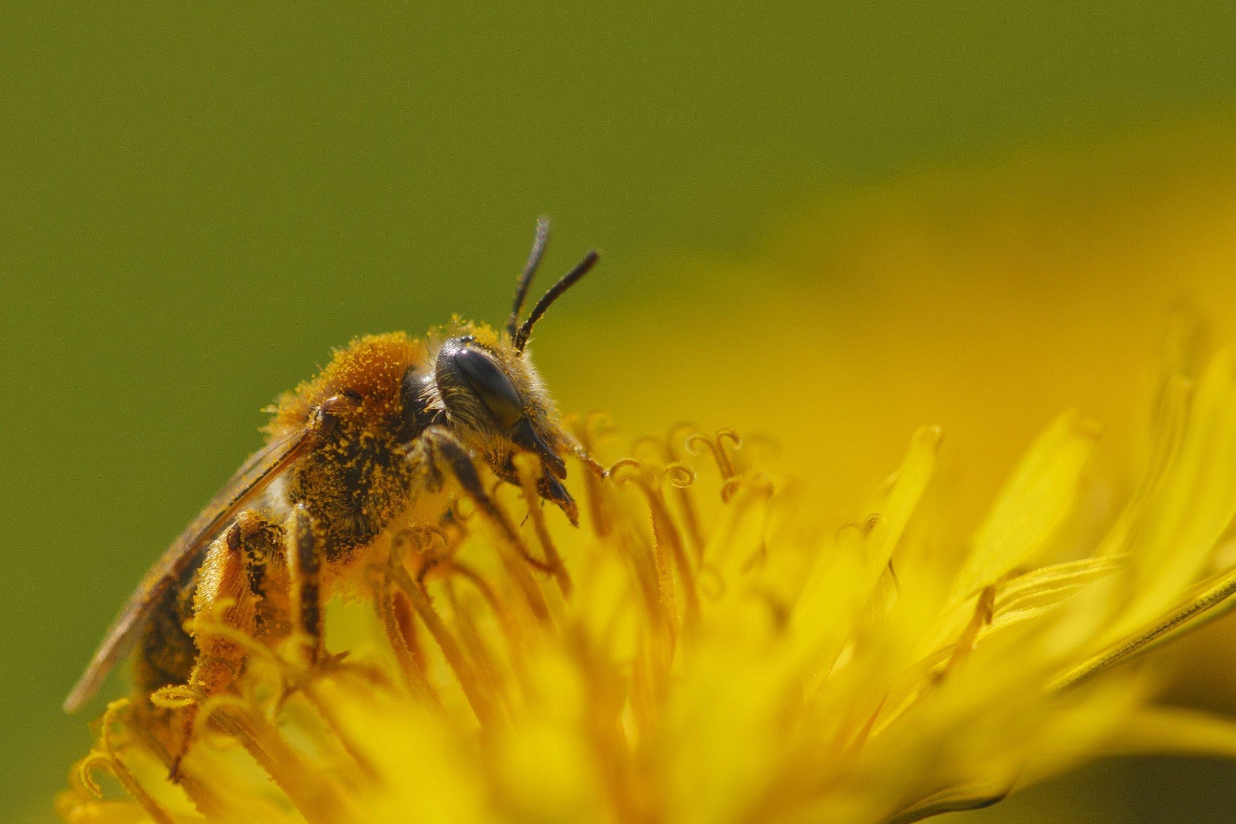 Bee Desktop HD Wallpaper 4k