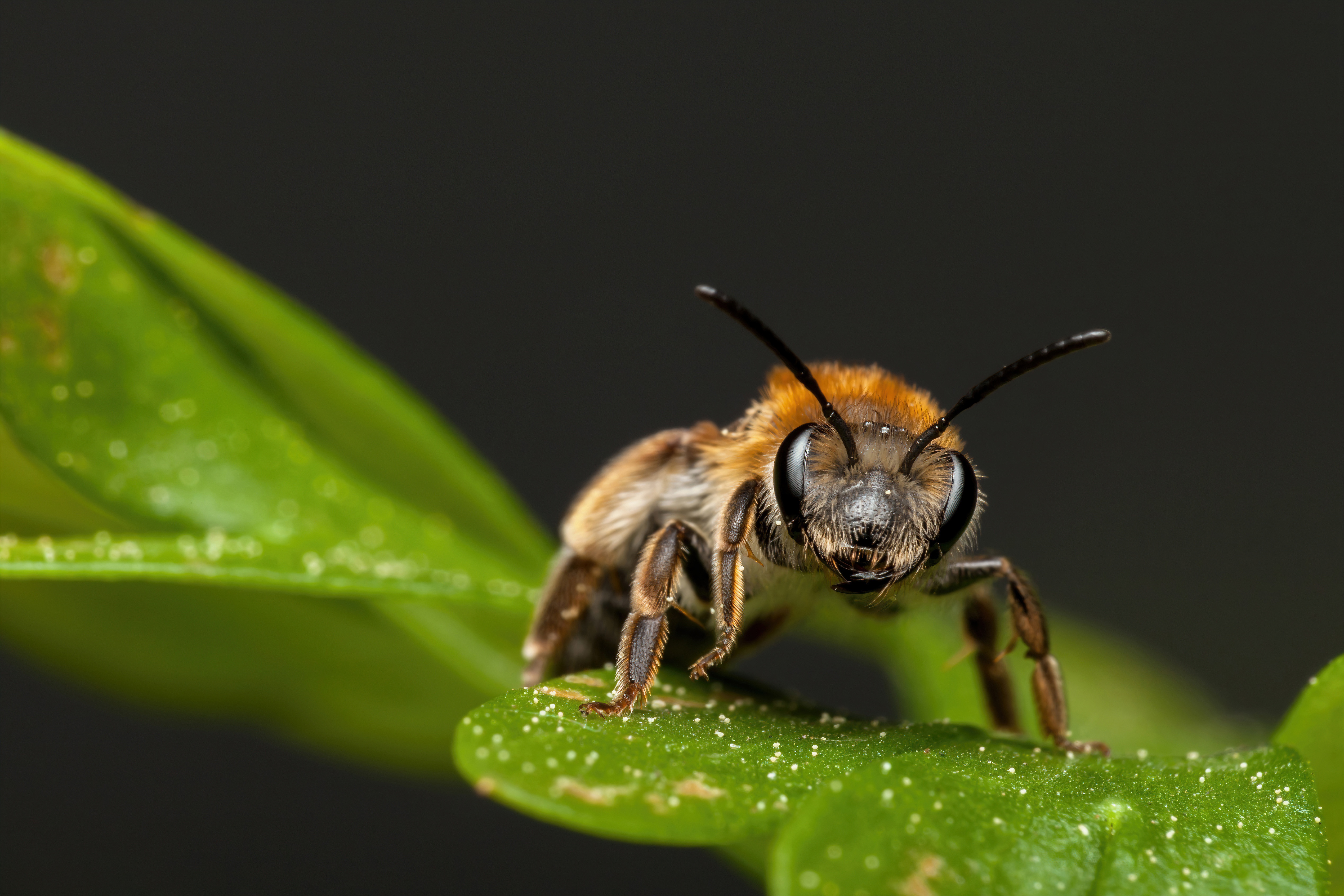 Animal Bee 4k Ultra HD Wallpaper