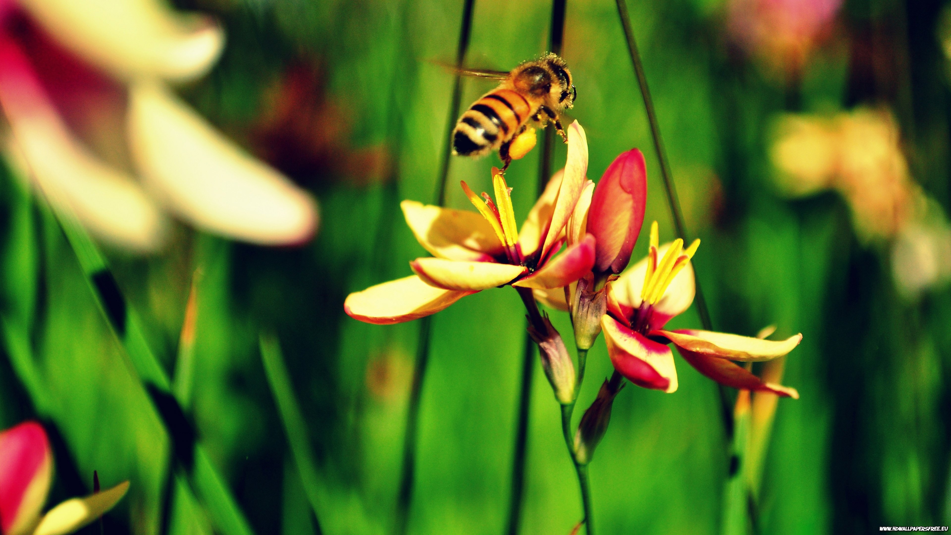 Bee wallpaper 3840x2160 Ultra HD 4k desktop background