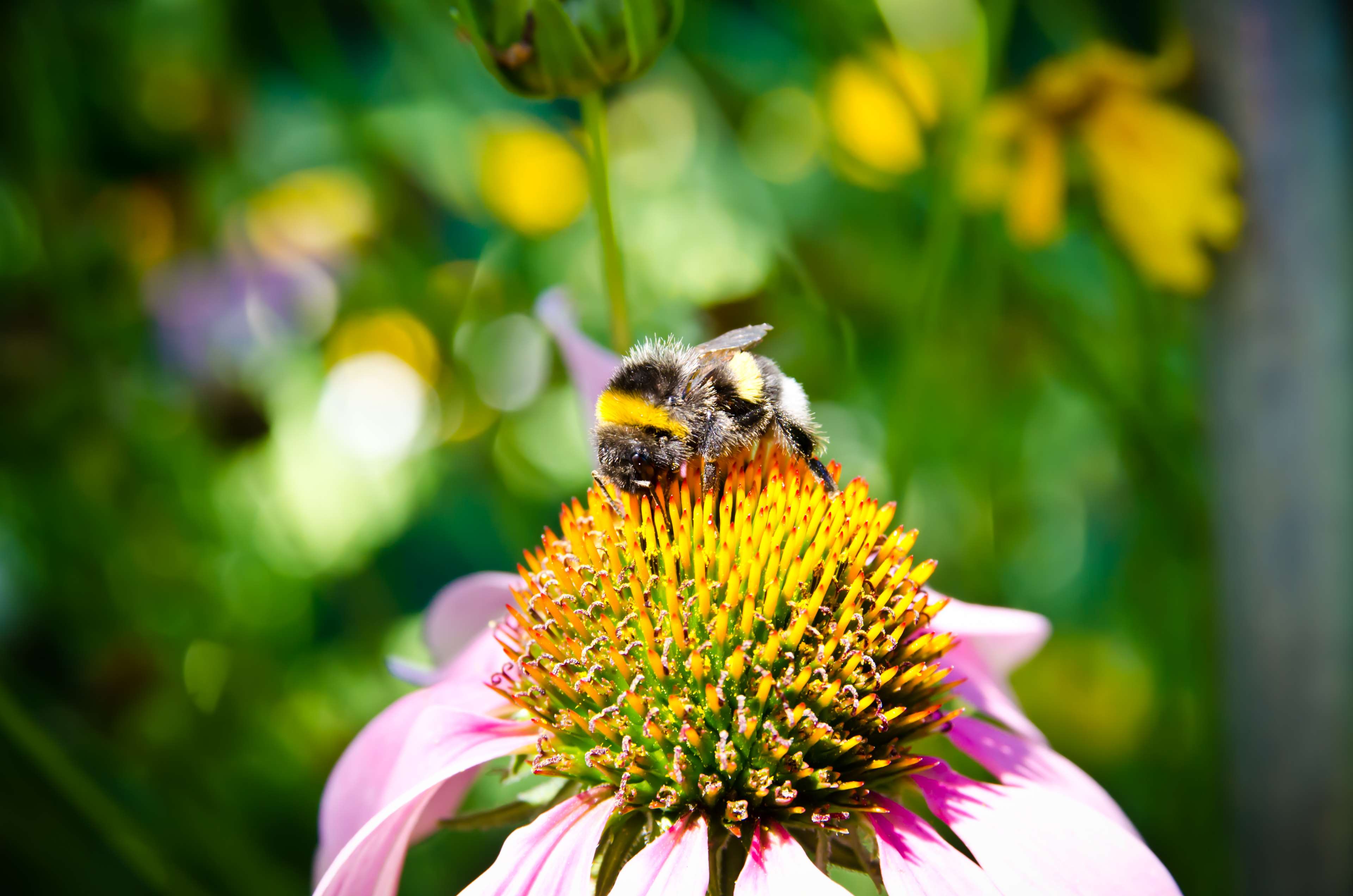 bee, bee collection pollen, bumblebee, close up view, echinocea, flower, green, insect, insects, pollen, purple, purple flowers, summer, yellow 4k wallpaper