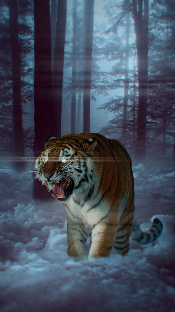 Best Tiger iPhone Wallpaper