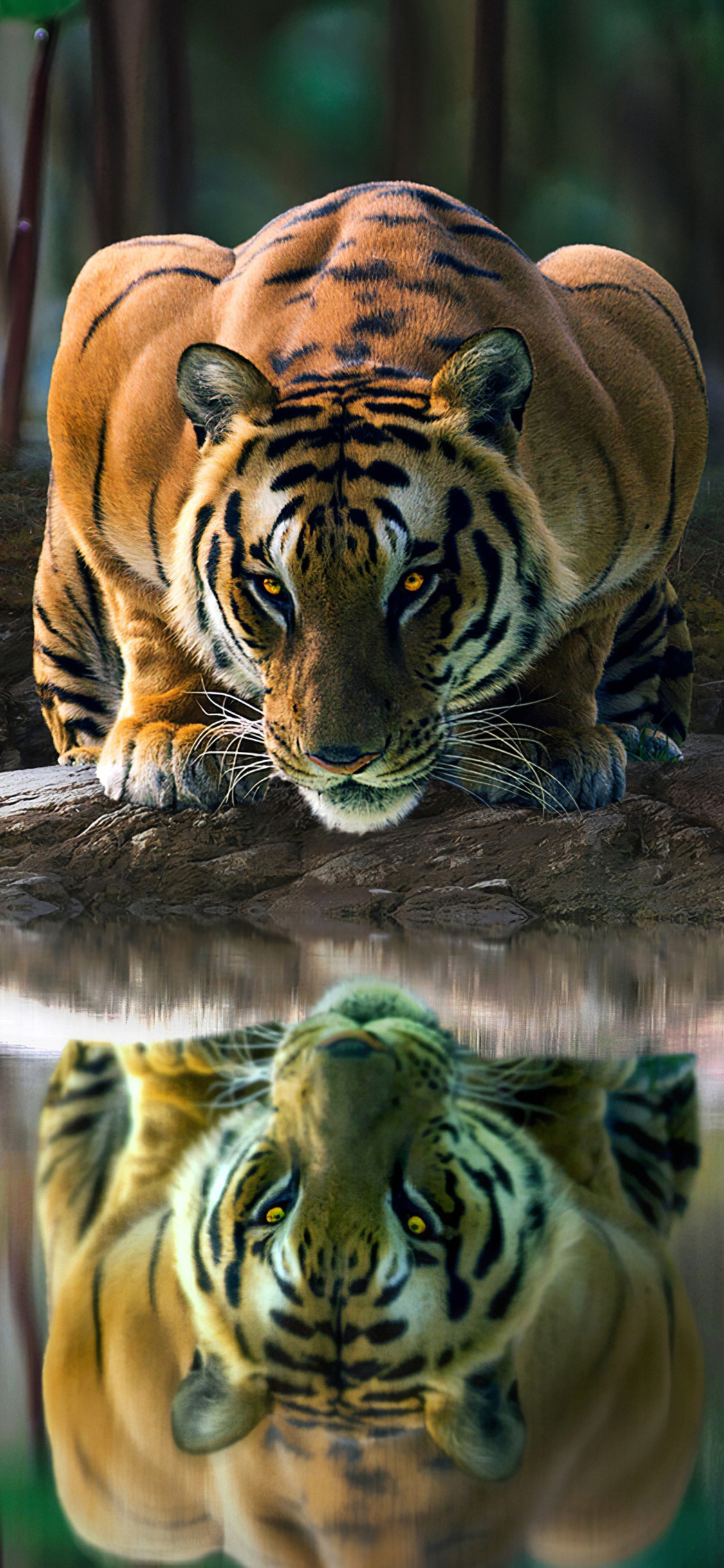 Tiger Glowing Eyes Drinking Water 4k iPhone XS, iPhone 10, iPhone X HD 4k Wallpaper, Image, Background, Photo and Picture