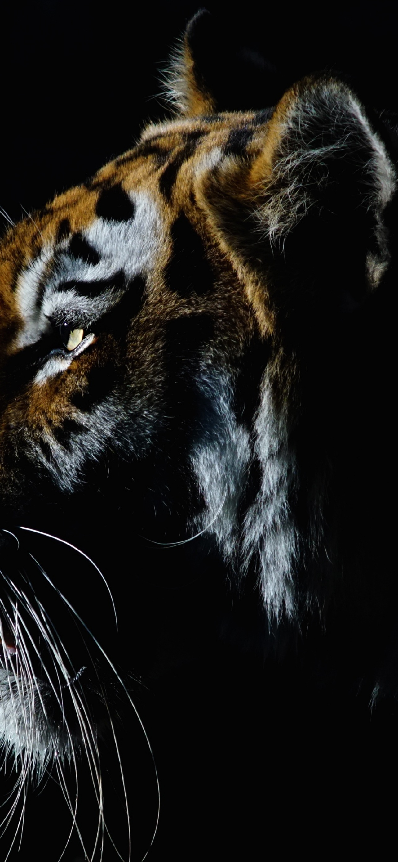 Tiger Wallpaper 4K, Closeup, Dark, Black background