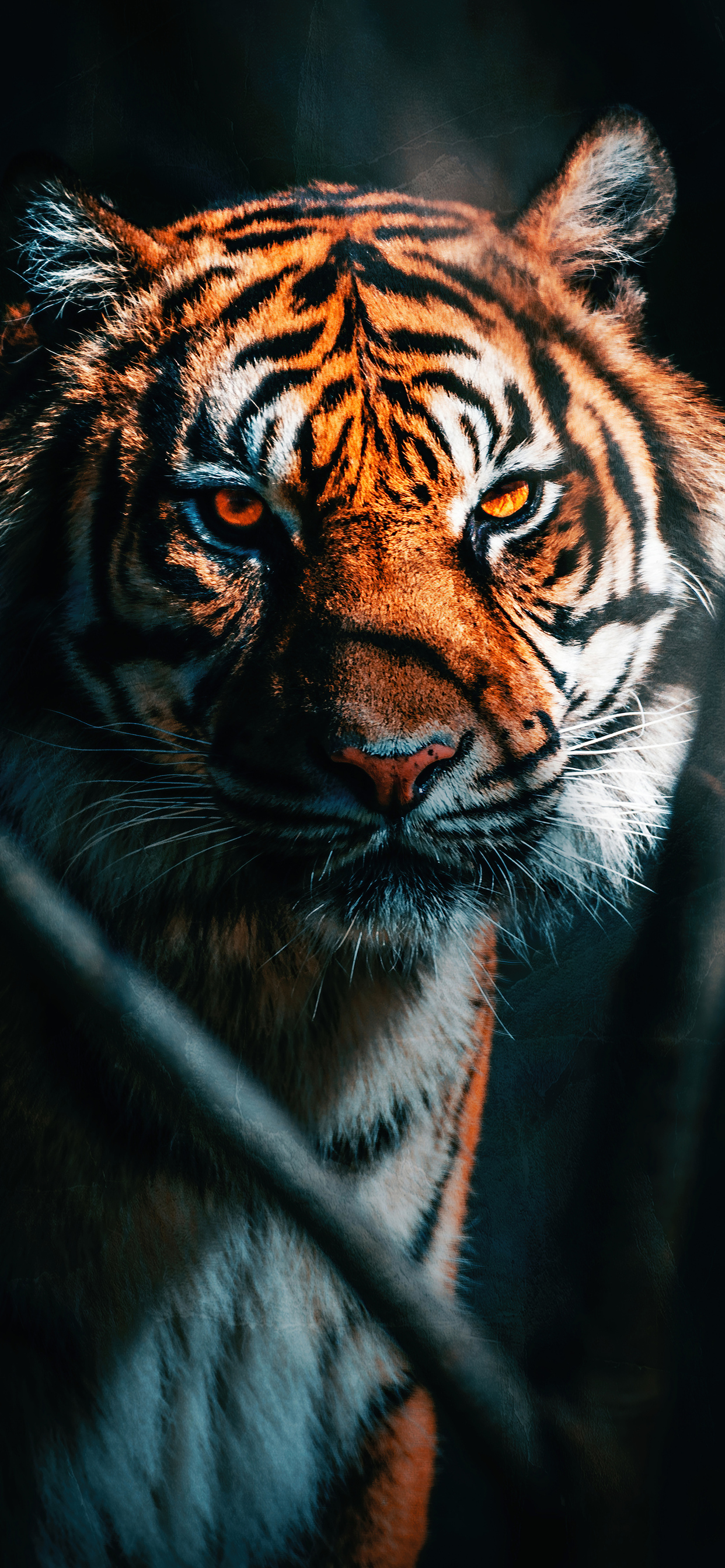 Tiger Close Up iPhone XS MAX HD 4k Wallpaper, Image, Background, Photo and Picture