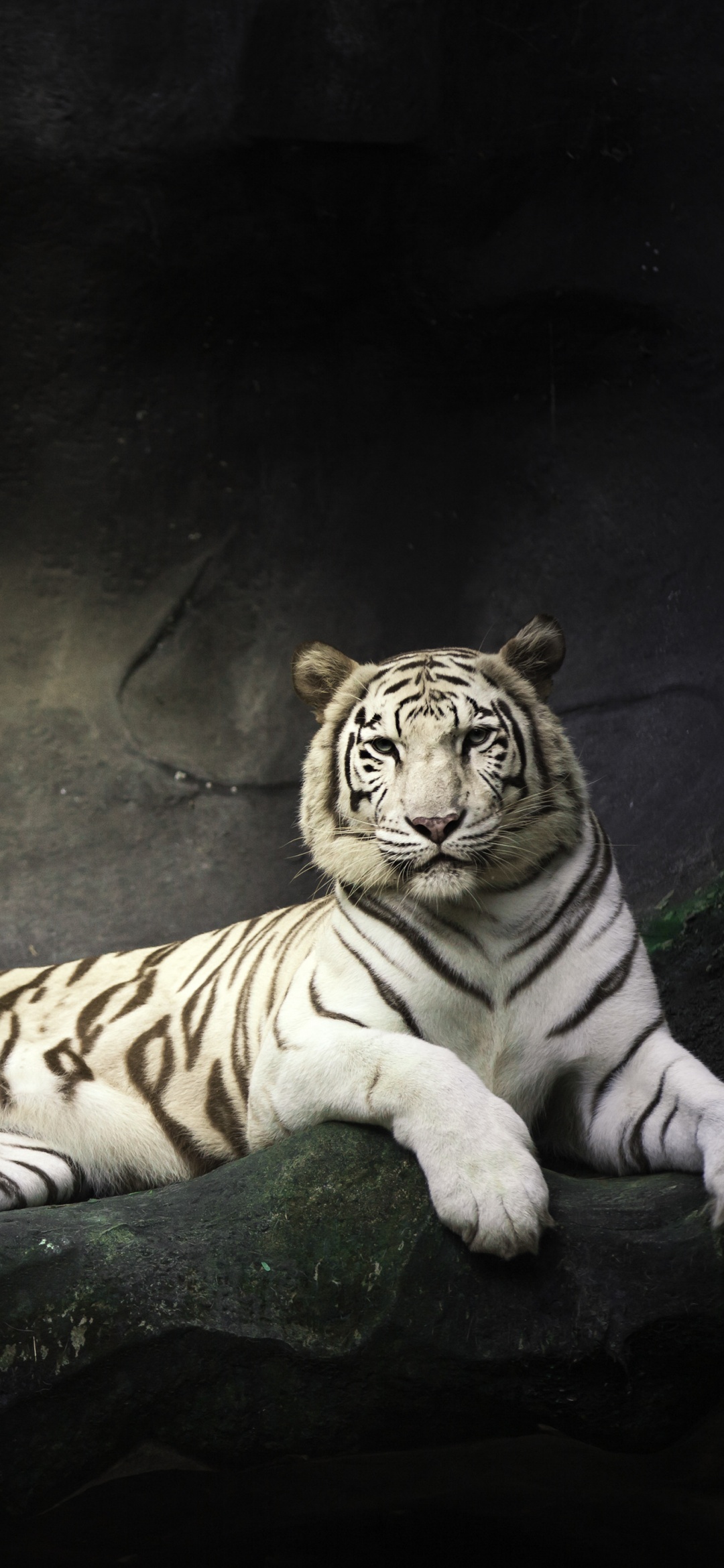 White tiger resting on a rock 4K Wallpaper
