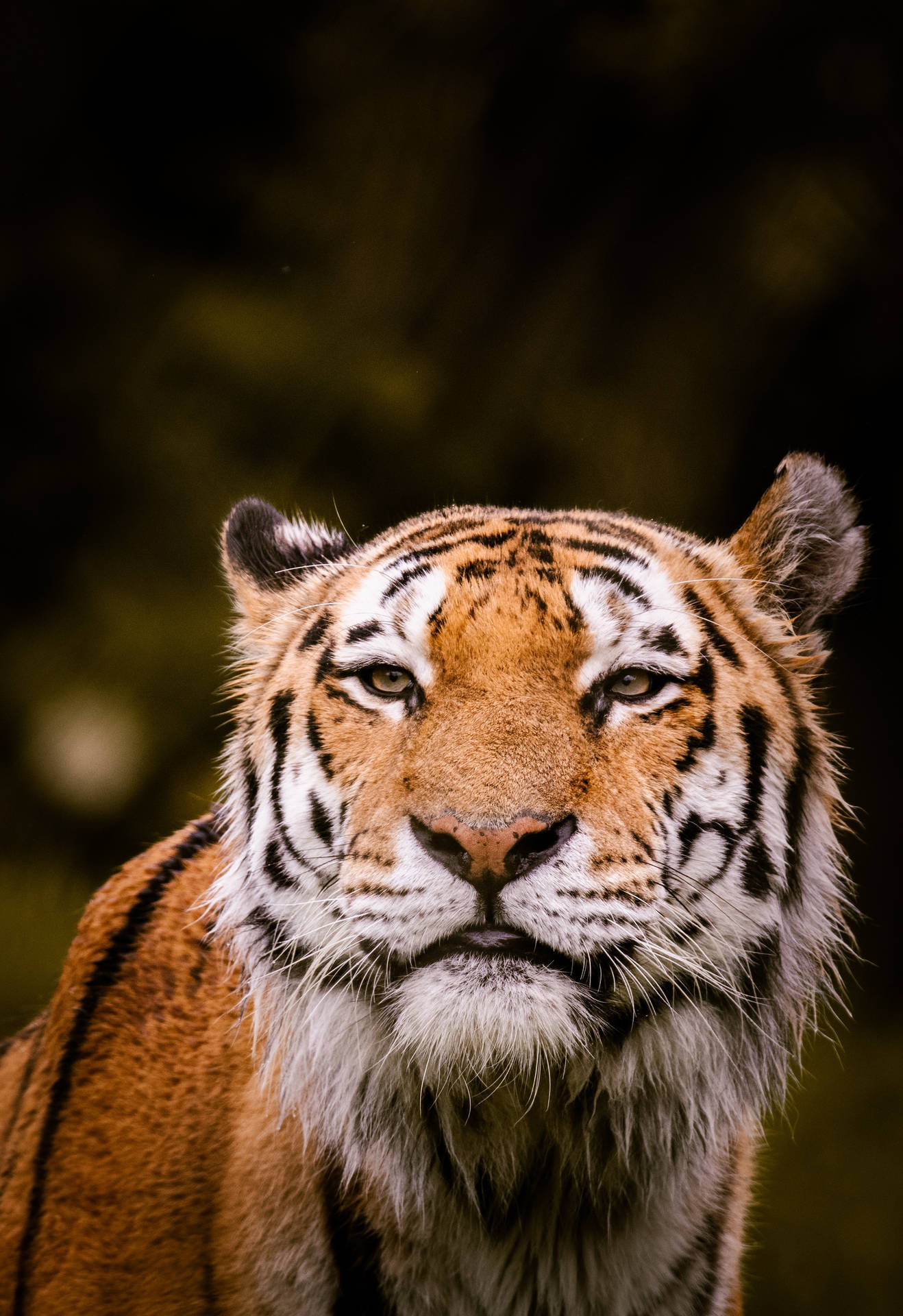Download Shallow Focus Tiger iPhone Wallpaper