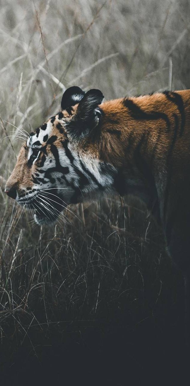 Best Tiger iPhone Wallpaper