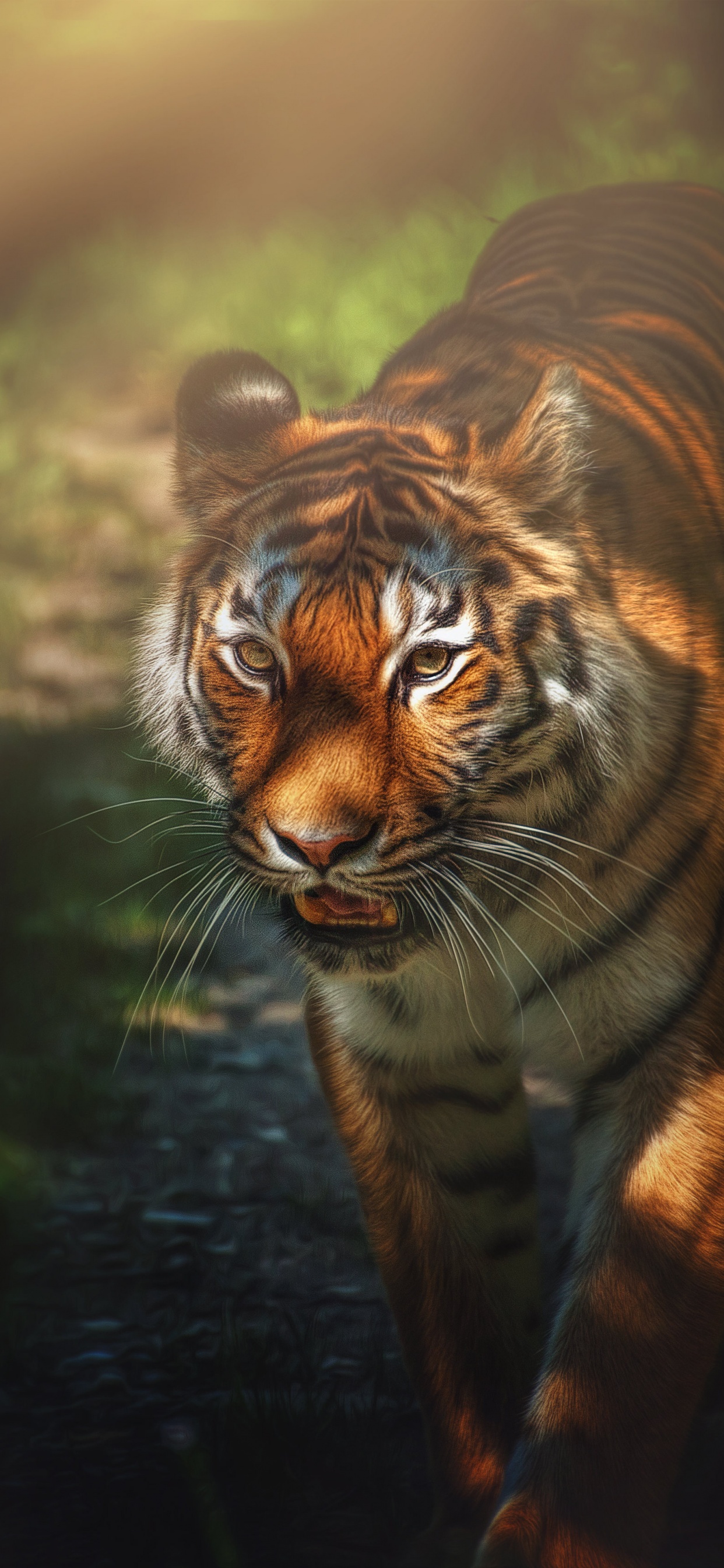 Tiger Wallpaper 4K, Wild animal, Big cat, Forest
