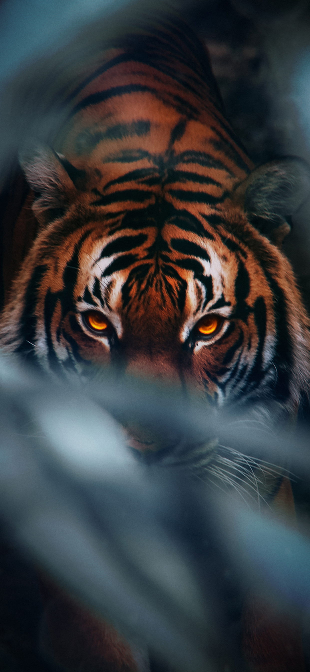 Tiger Face 4k iPhone XS MAX HD 4k Wallpaper, Image, Background, Photo and Picture