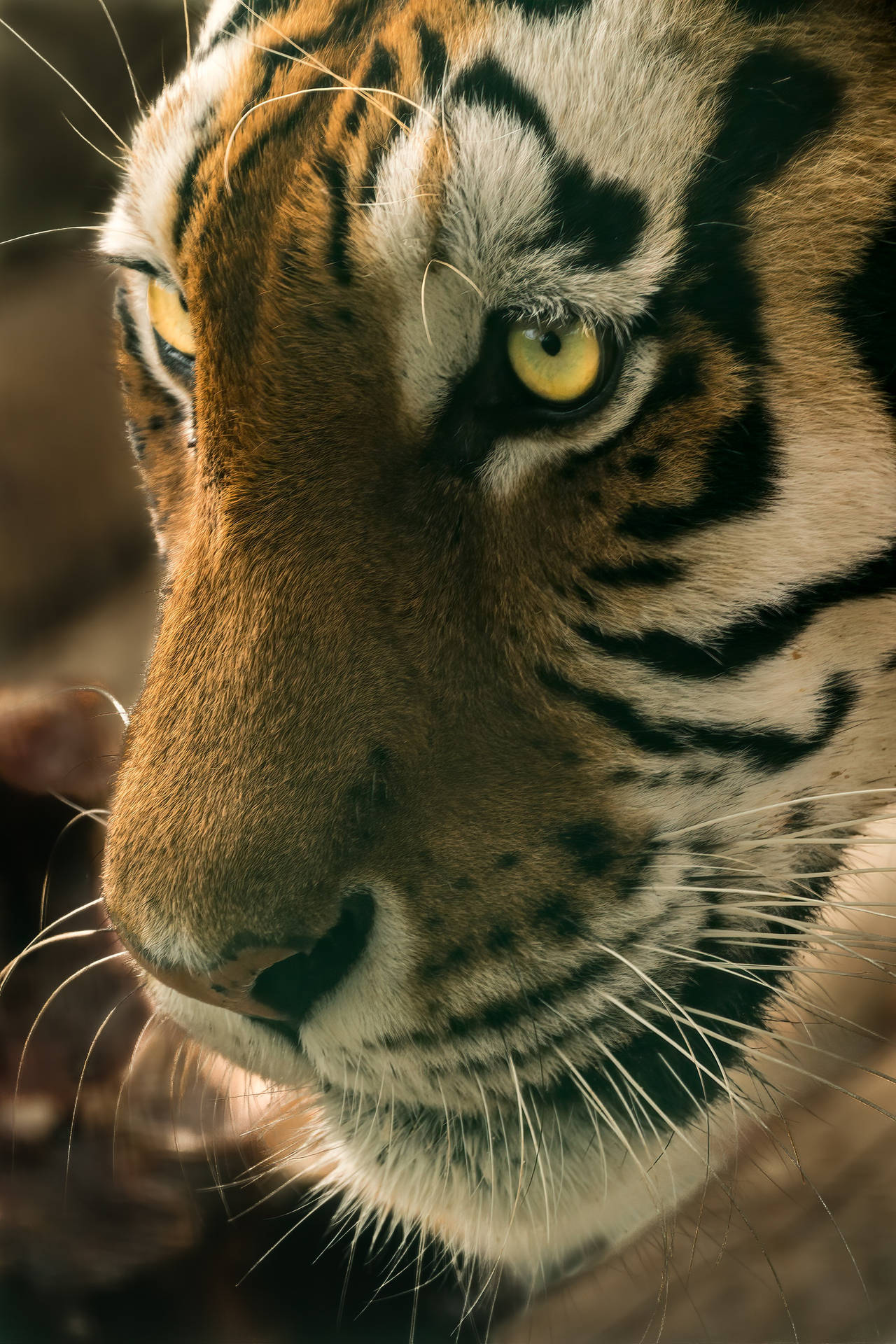Download Close Up Portrait Tiger IPhone Wallpaper