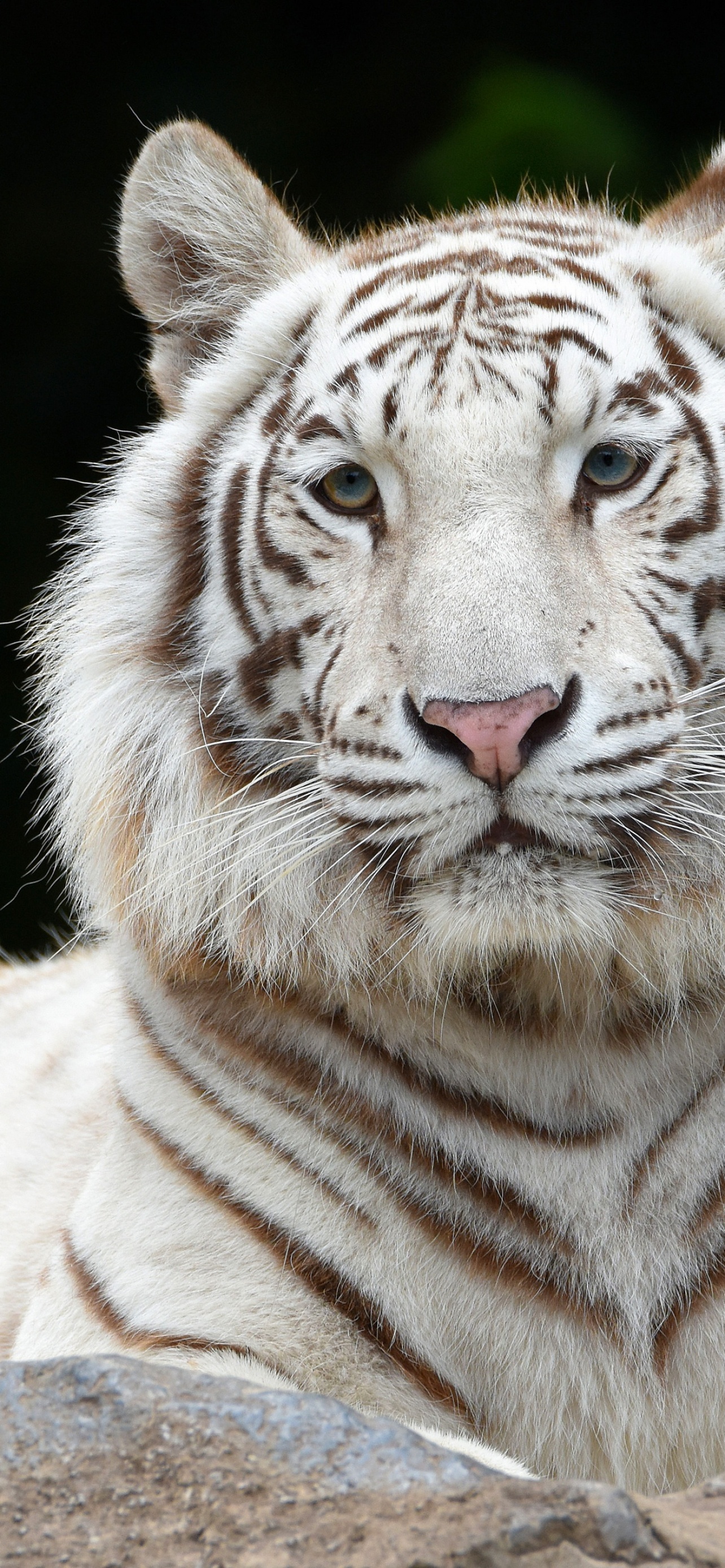 White tiger Wallpaper 4K, Siberian tiger, Big cat