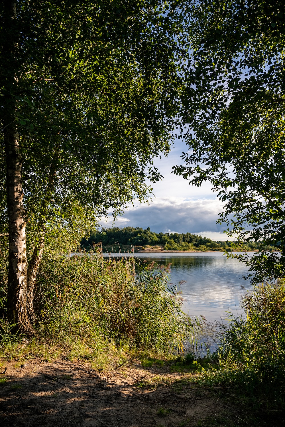 Trees And Lake Picture. Download Free Image