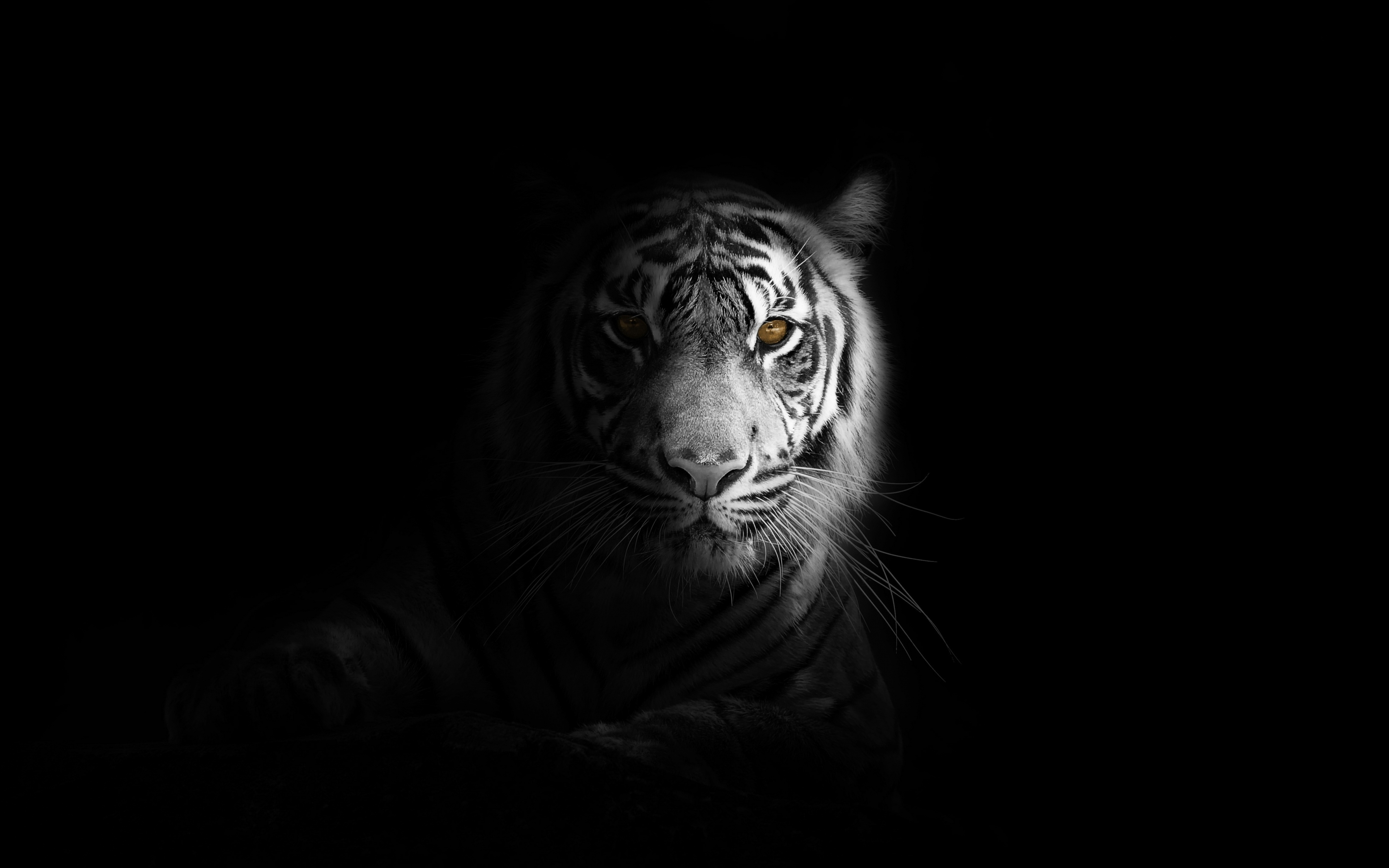 Download wallpaper 3840x2400 portrait, minimal, white tiger, dark 4k wallaper, 4k ultra HD 16:10 wallpaper, 3840x2400 HD background, 20868