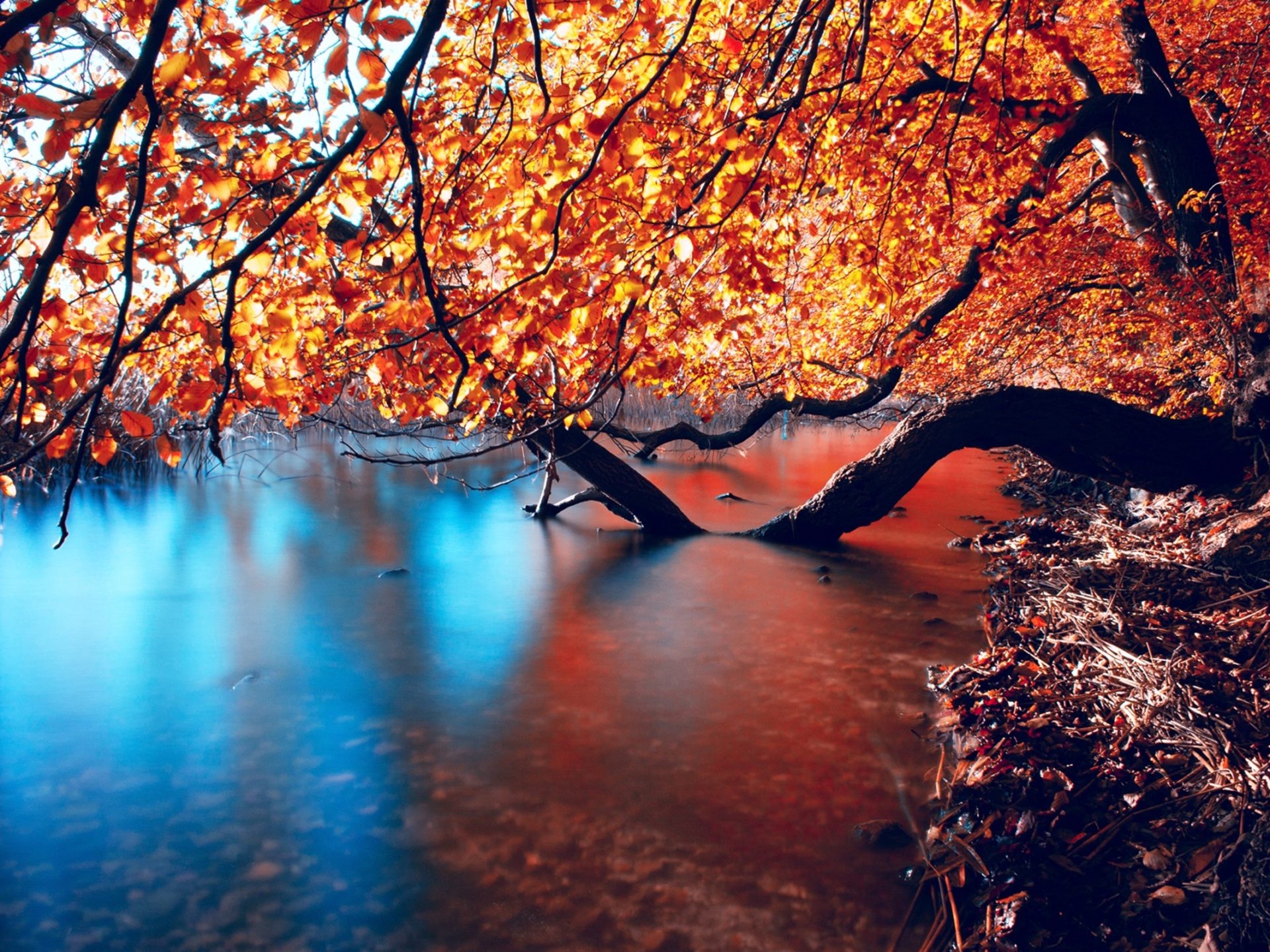Hd Wallpaper With Branches In Autumn Colors In The Water, Wallpaper13.com