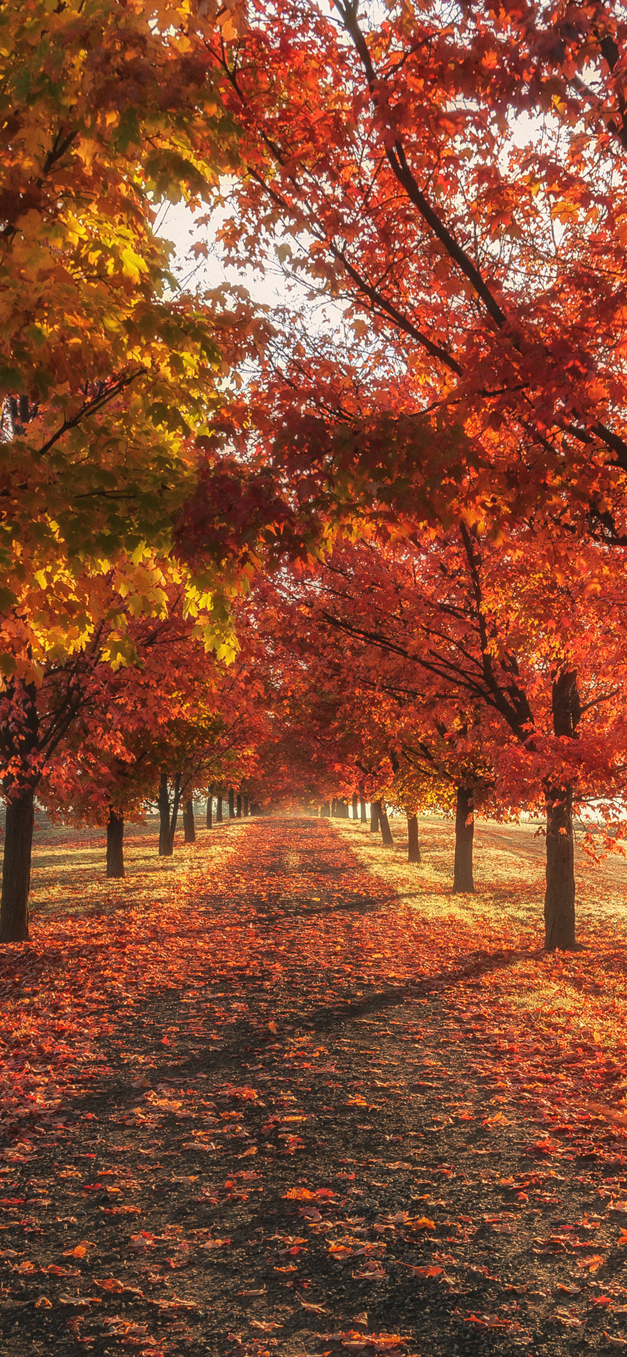 Autumn Fall Season Trees 4k iPhone XS MAX HD 4k Wallpaper, Image, Background, Photo and Picture