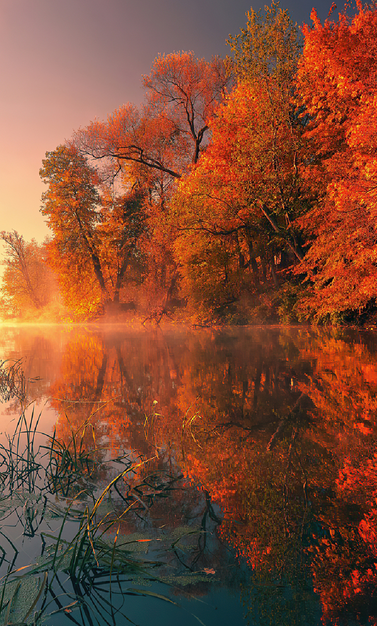 Trees Fall Reflection Autumn 4k iPhone HD 4k Wallpaper, Image, Background, Photo and Picture
