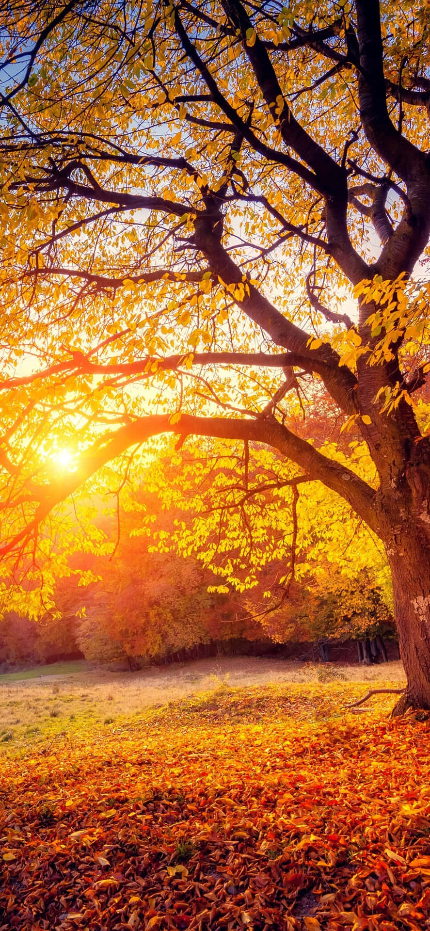 Download Glowing Sun And Cute Autumn iPhone Wallpaper