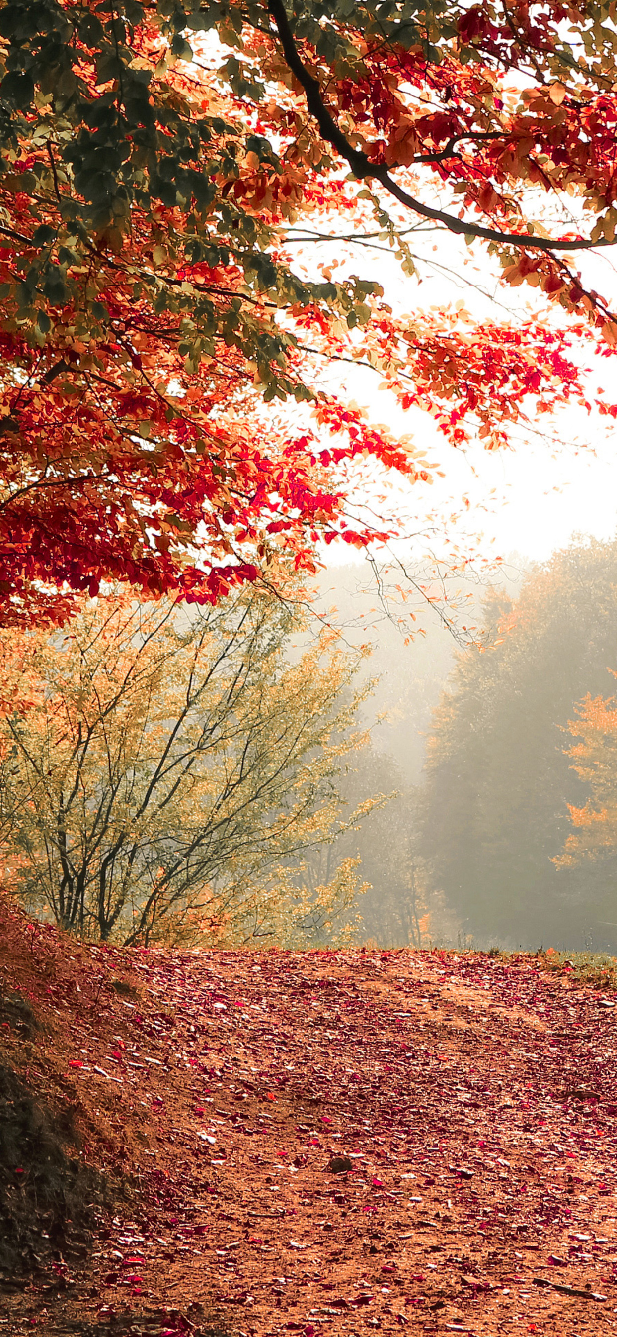 Autumn Tree Fall 4k iPhone XS MAX HD 4k Wallpaper, Image, Background, Photo and Picture