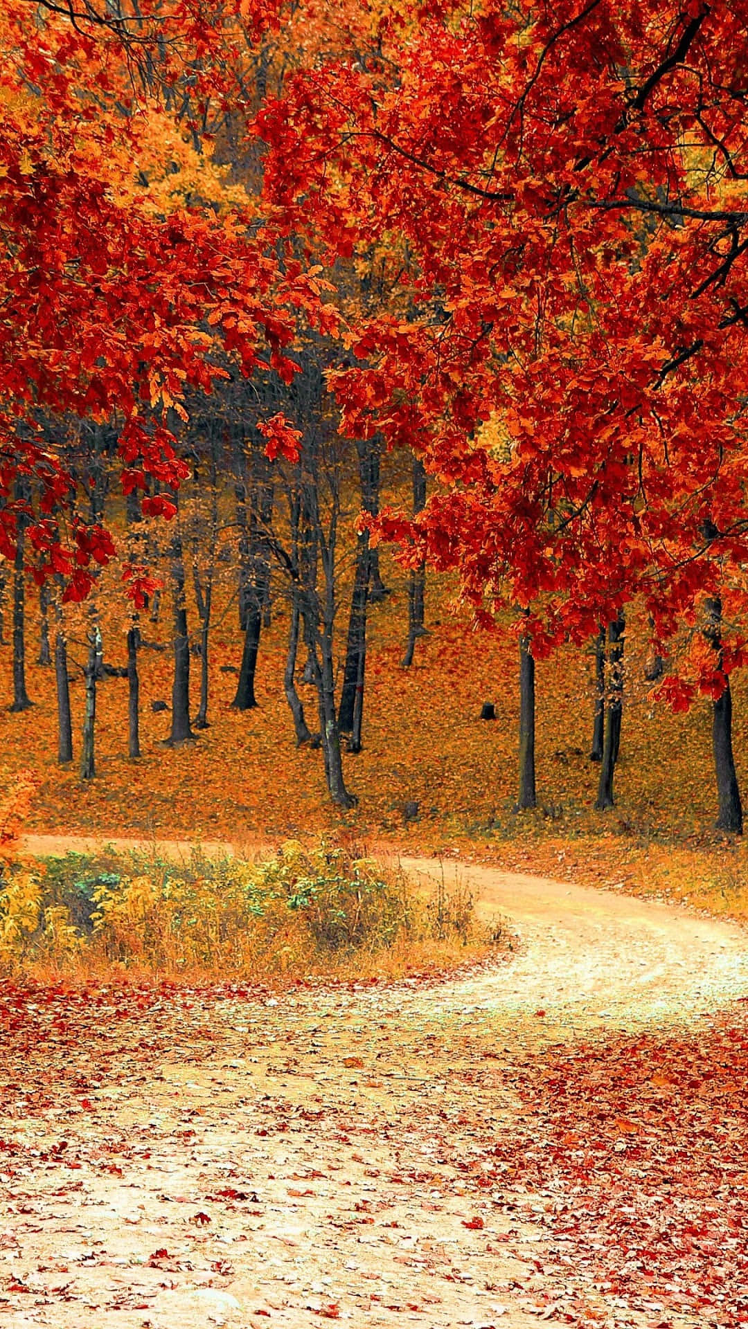 Download Autumn iPhone 6 Plus With A White Path Wallpaper