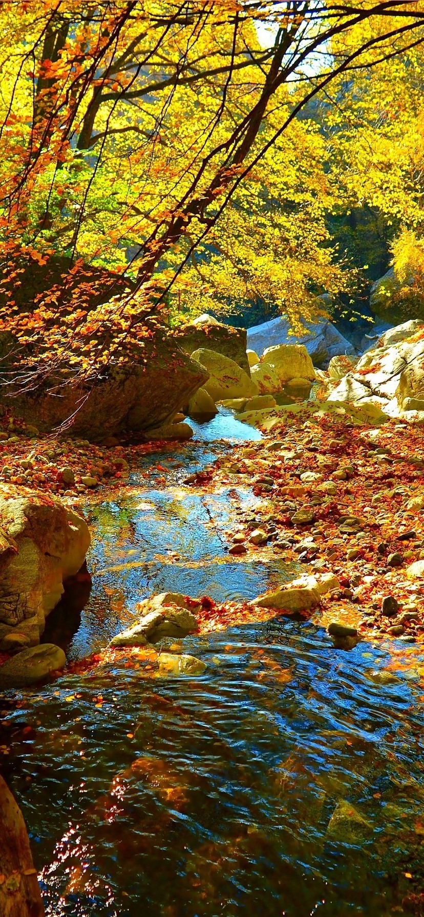 Trees, Yellow Leaves, Stream, Water, Autumn 1080x1920 IPhone 8 7 6 6S Plus Wallpaper, Background, Picture, Image