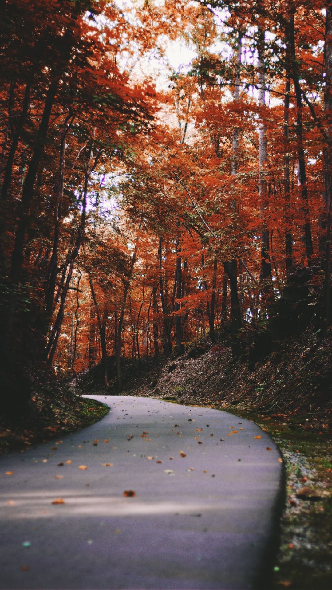 Best Fall iPhone Wallpaper