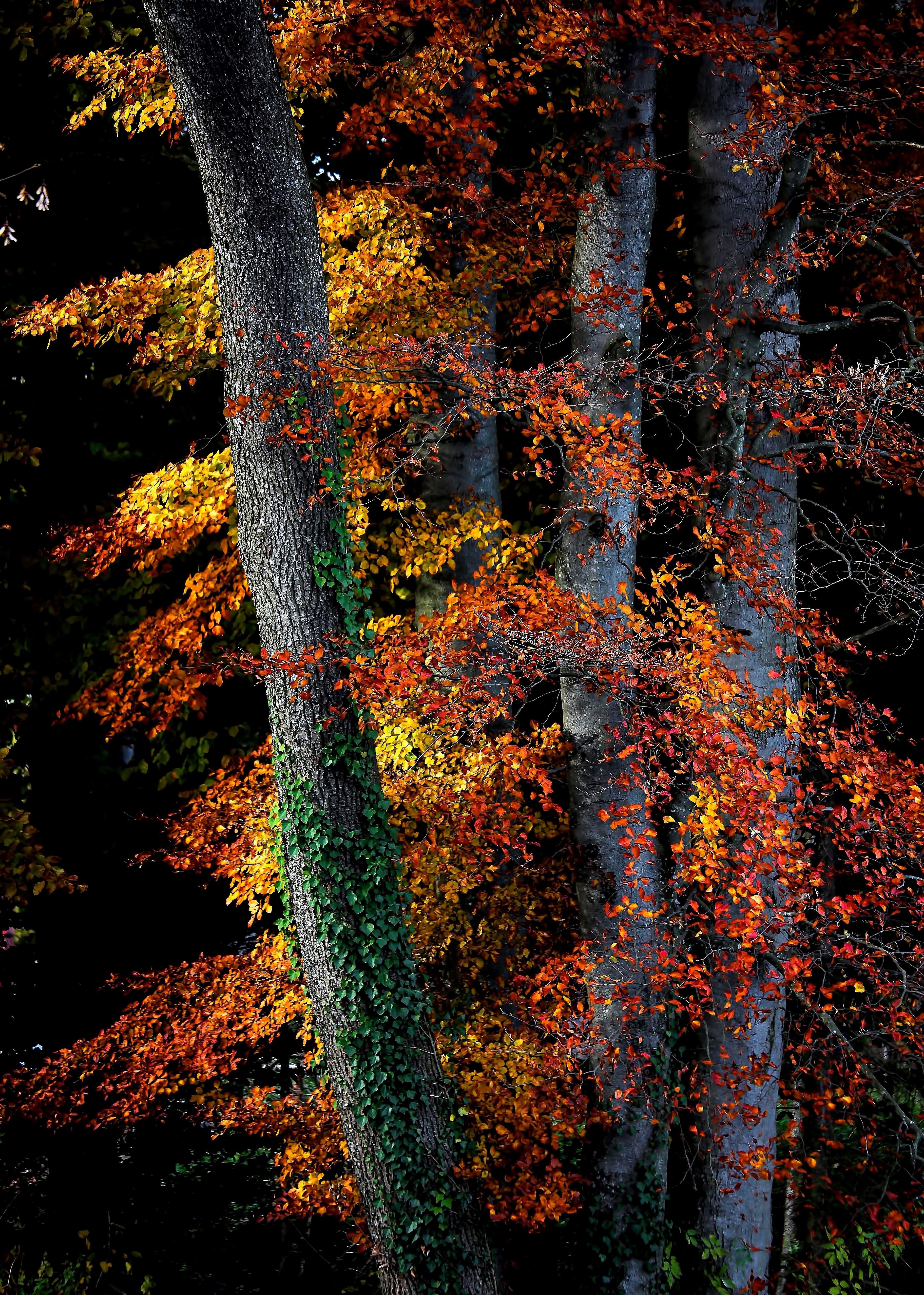 Wallpaper / autumn explosion 4k wallpaper free download