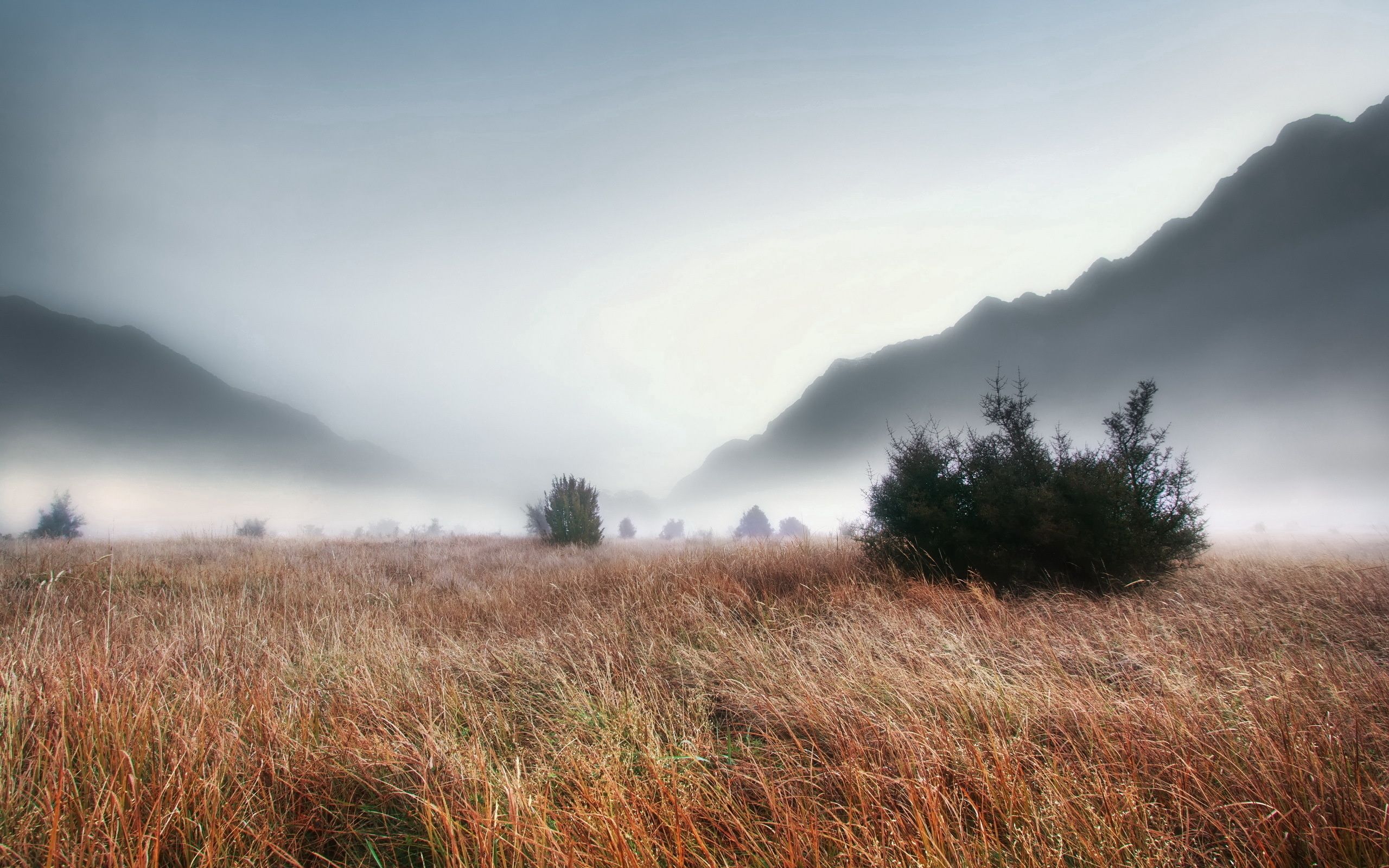 Download Wallpaper 2560x1600 Grass, Faded, Autumn, Fir Trees, Fog, Dense, Haze, Terribly, Gloomy, Mountains HD Background
