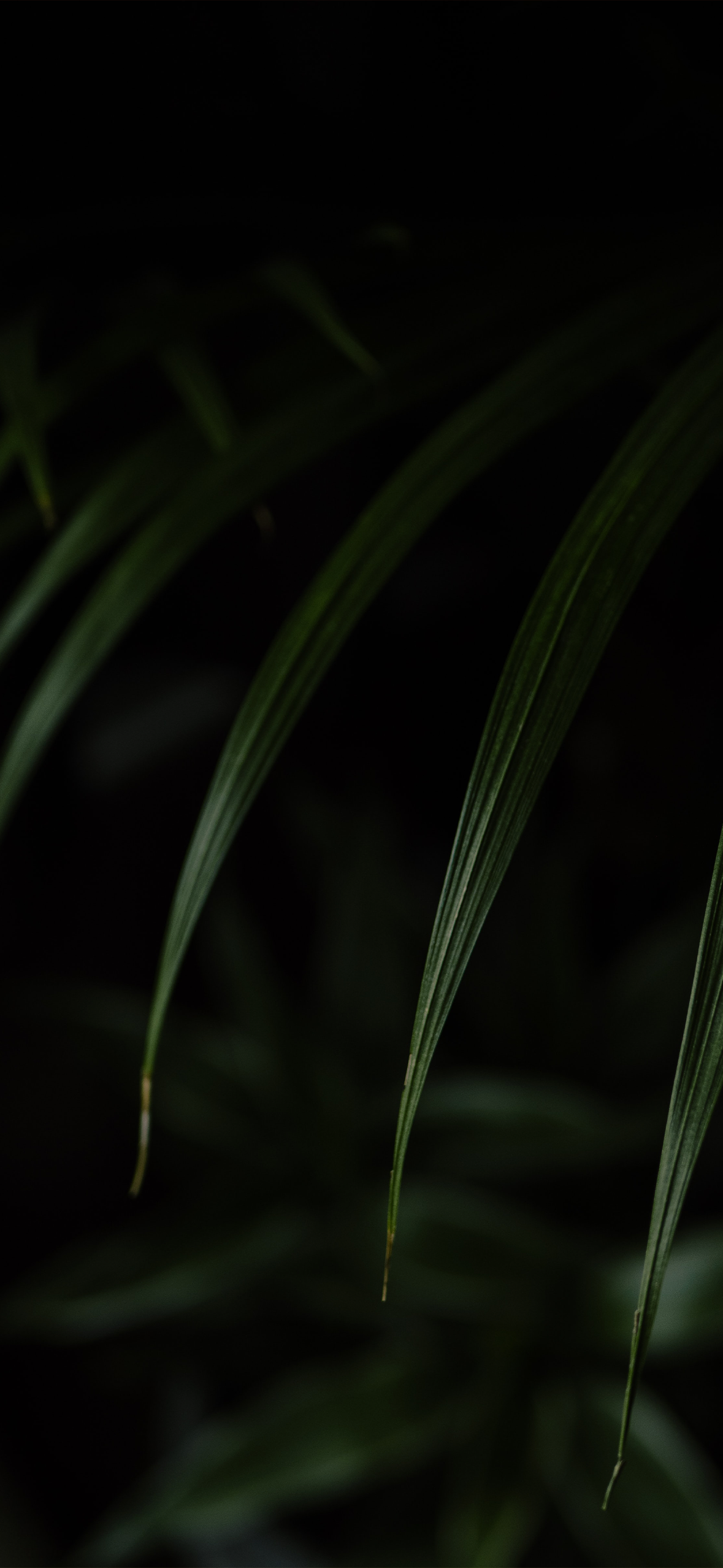 iPhone 14 Pro Dynamic Island Wallpaper