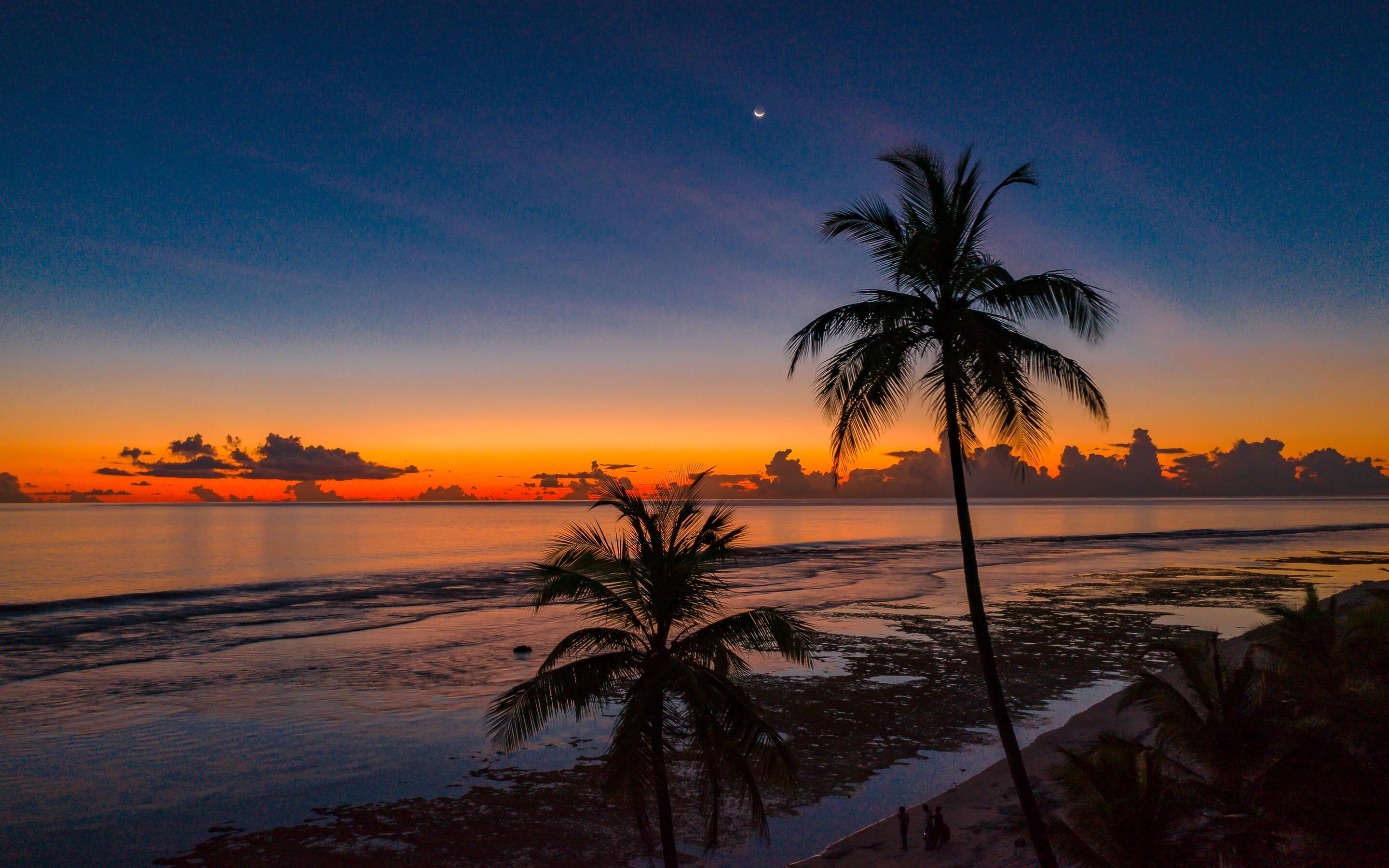 Coconut Trees 4k Macbook Pro Retina HD 4k Wallpaper, Image, Background, Photo and Picture