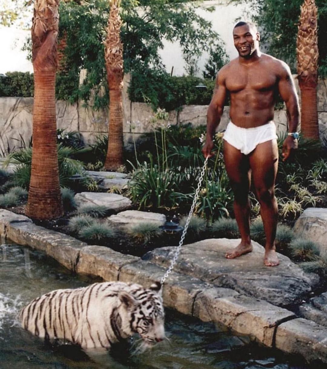 MikeTyson with his pet #tiger s. Mike tyson, Boxing posters, Mike tyson boxing