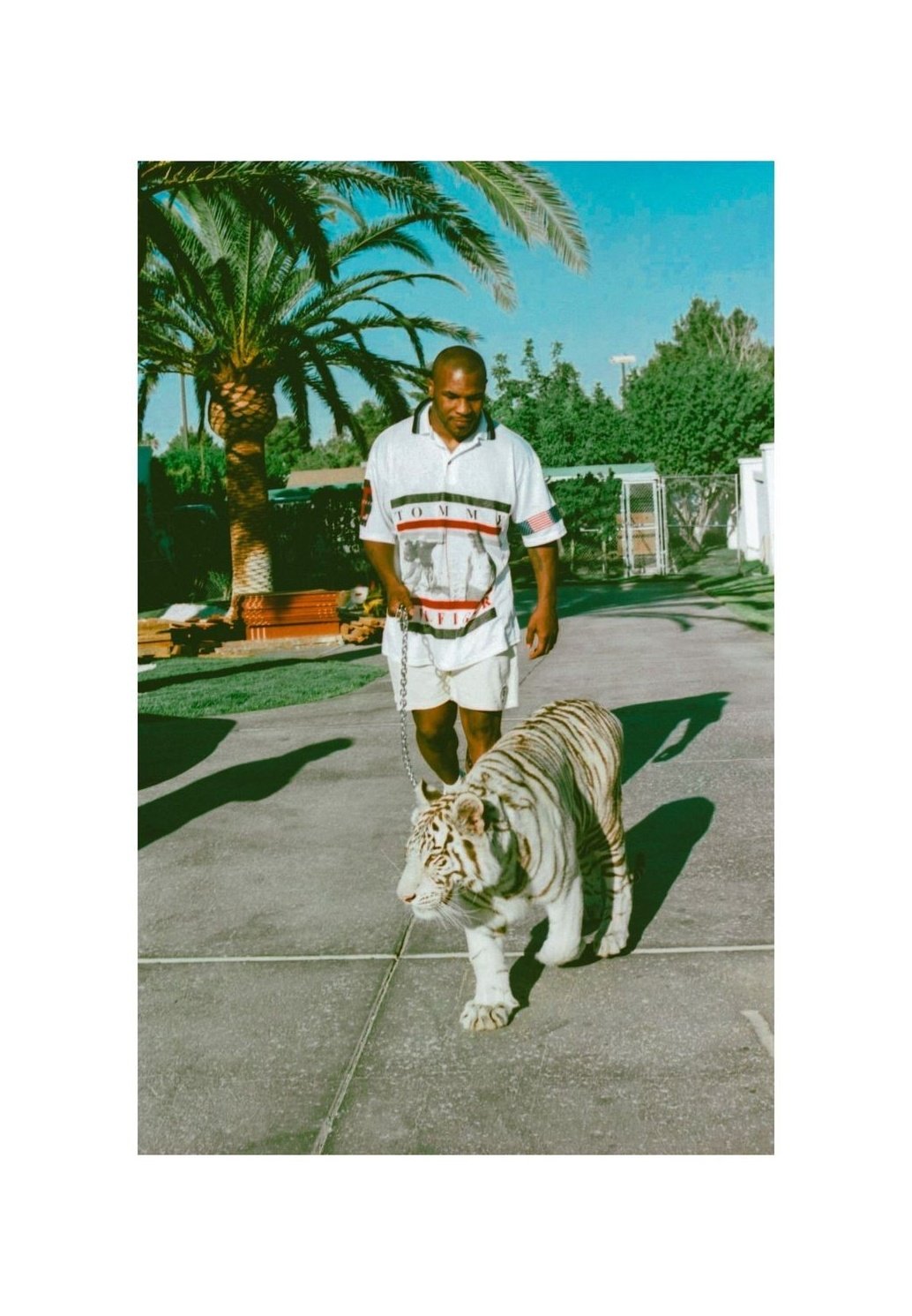 Wallpaper plug of For iPhone and Android # miketyson #boxing #tiger #champion #wallpaper #background